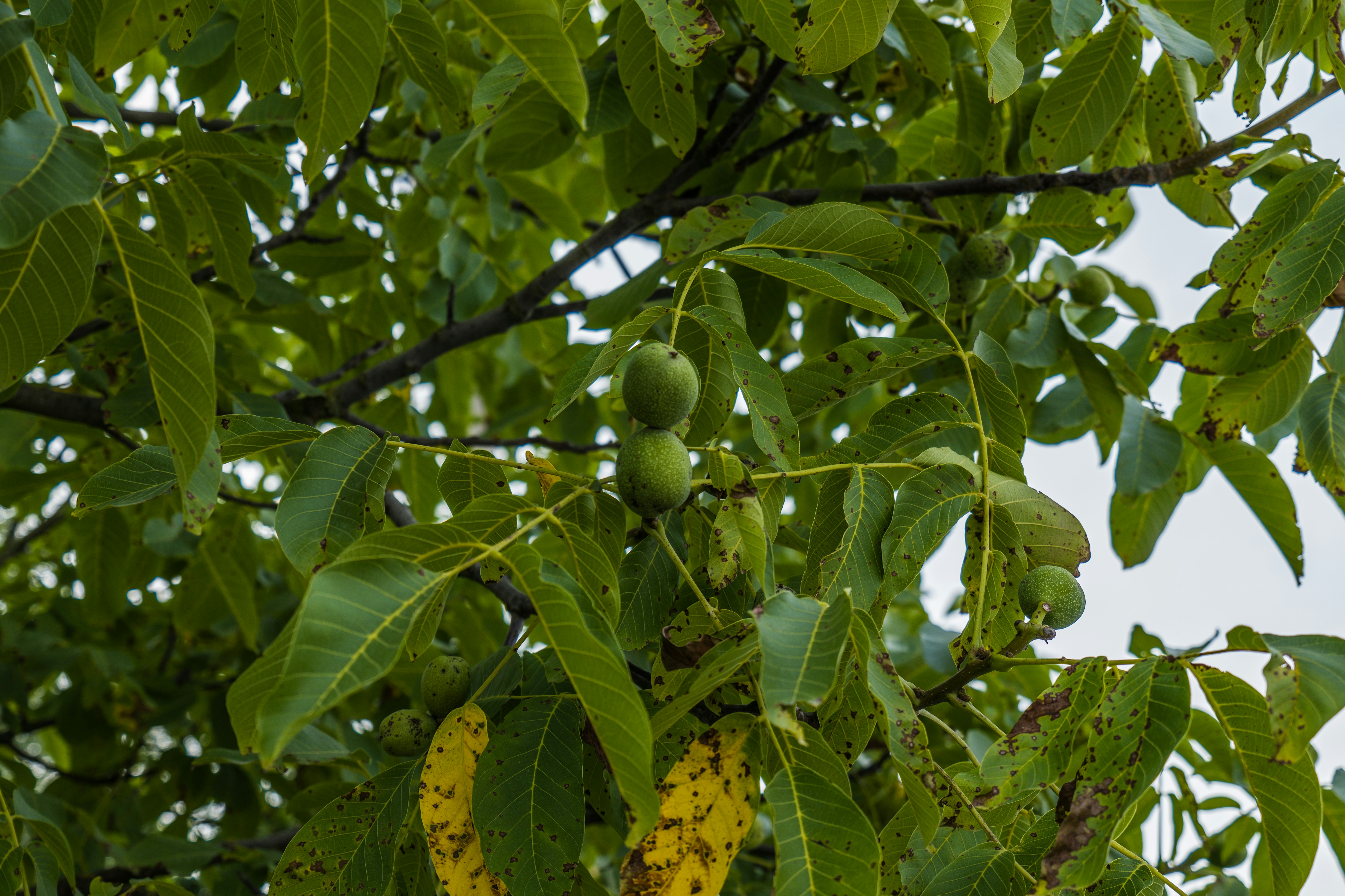 Nueces verdes inmaduras cuelgan en racimos de las ramas frondosas de un árbol.