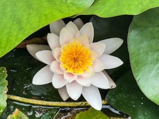 A white and yellow flower sitting on top of a green leaf