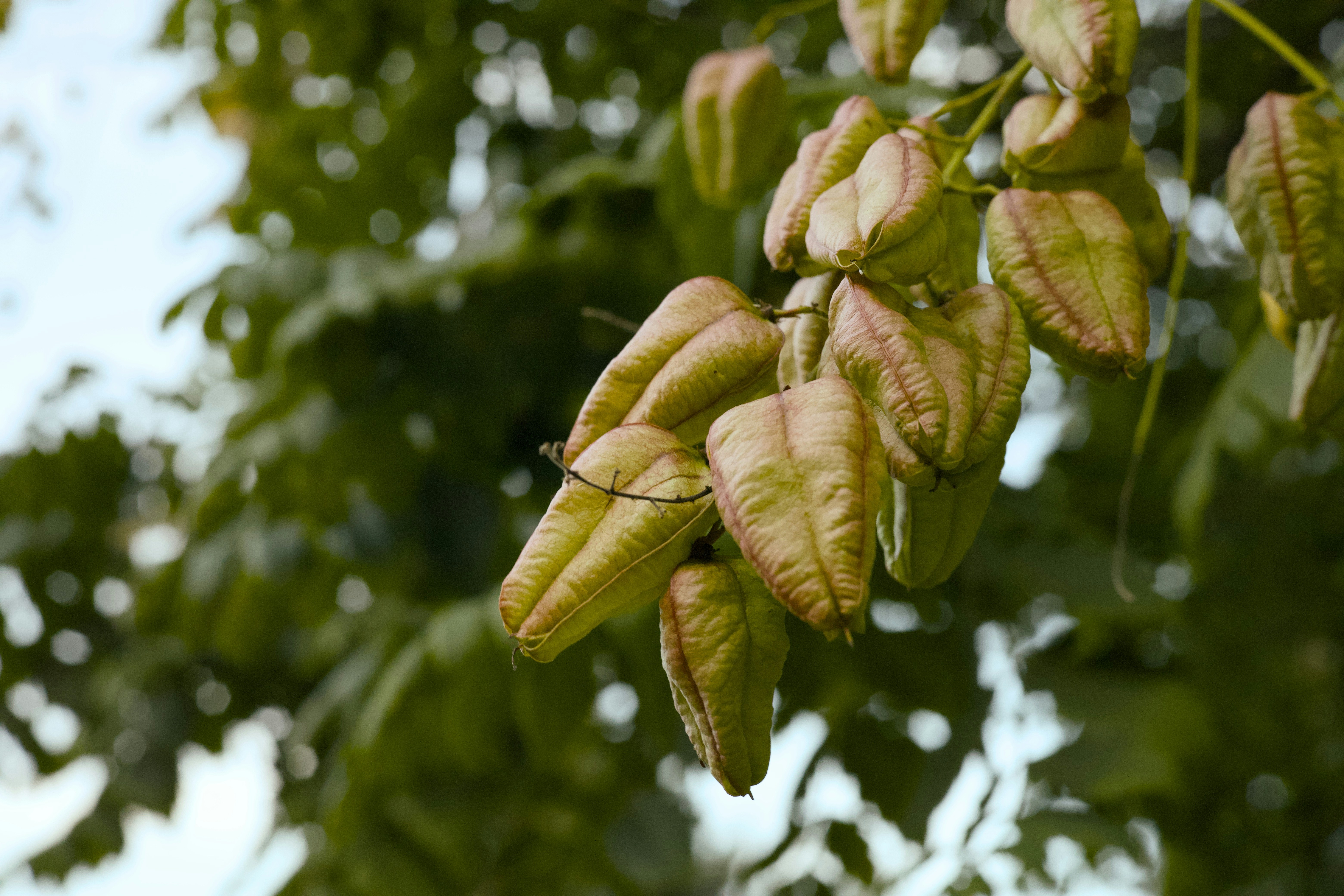 Goldenrain Tree #15 1-1.25" cal