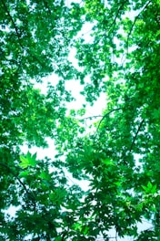 A bench sitting under a lush green tree