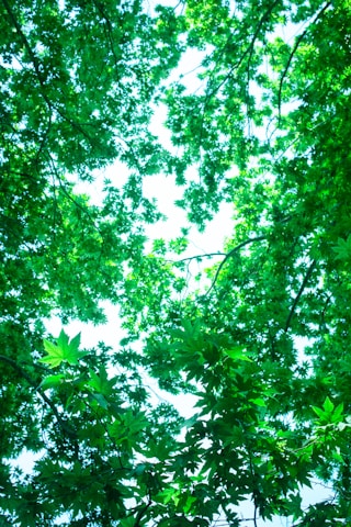 A bench sitting under a lush green tree