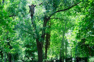 A park with lots of trees and benches