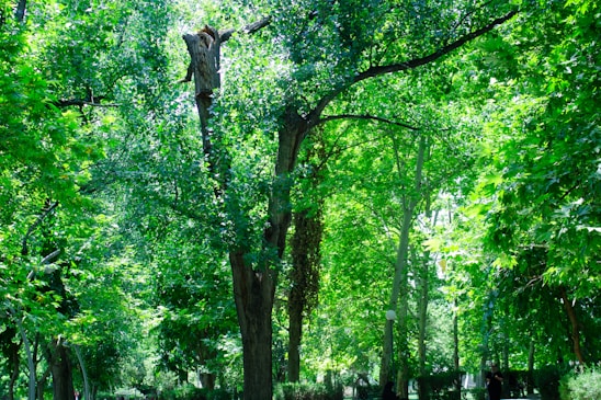 A park with lots of trees and benches