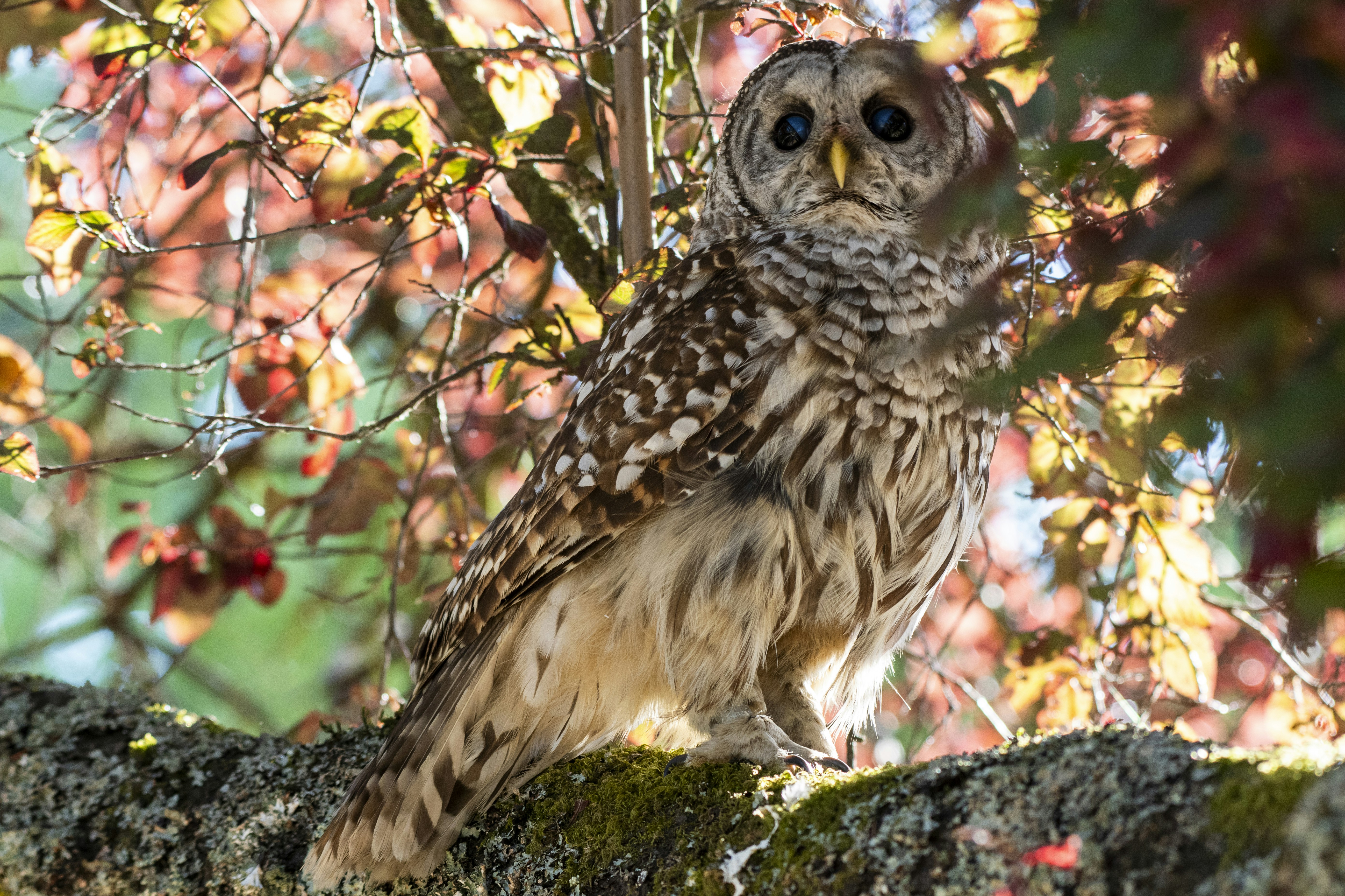 Uma coruja está sentada em um galho de árvore