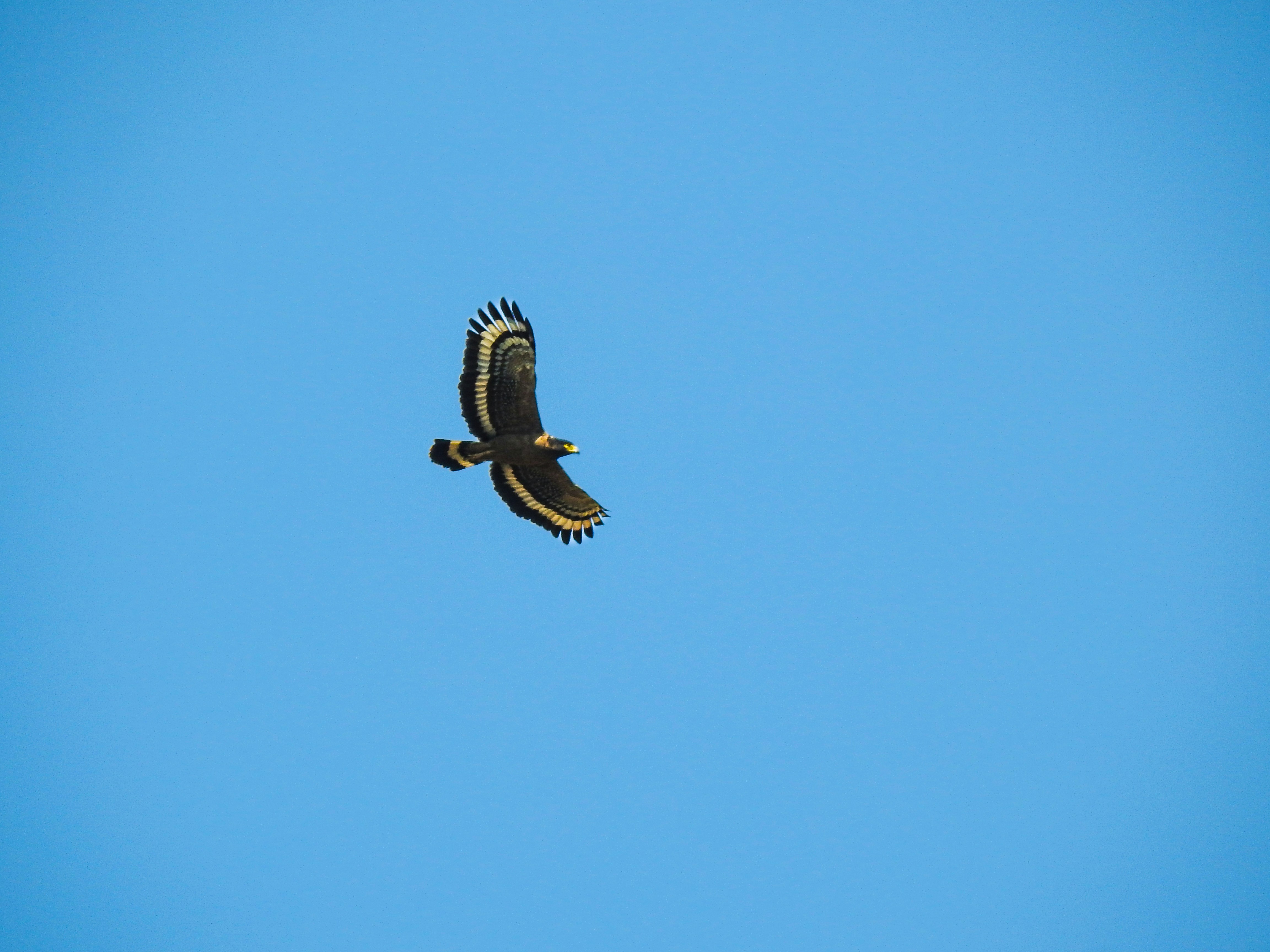 A large bird flying through a blue sky, Crested Serpent Eagle soars majestically through a clear blue sky, displaying its distinctive wing patterns.
