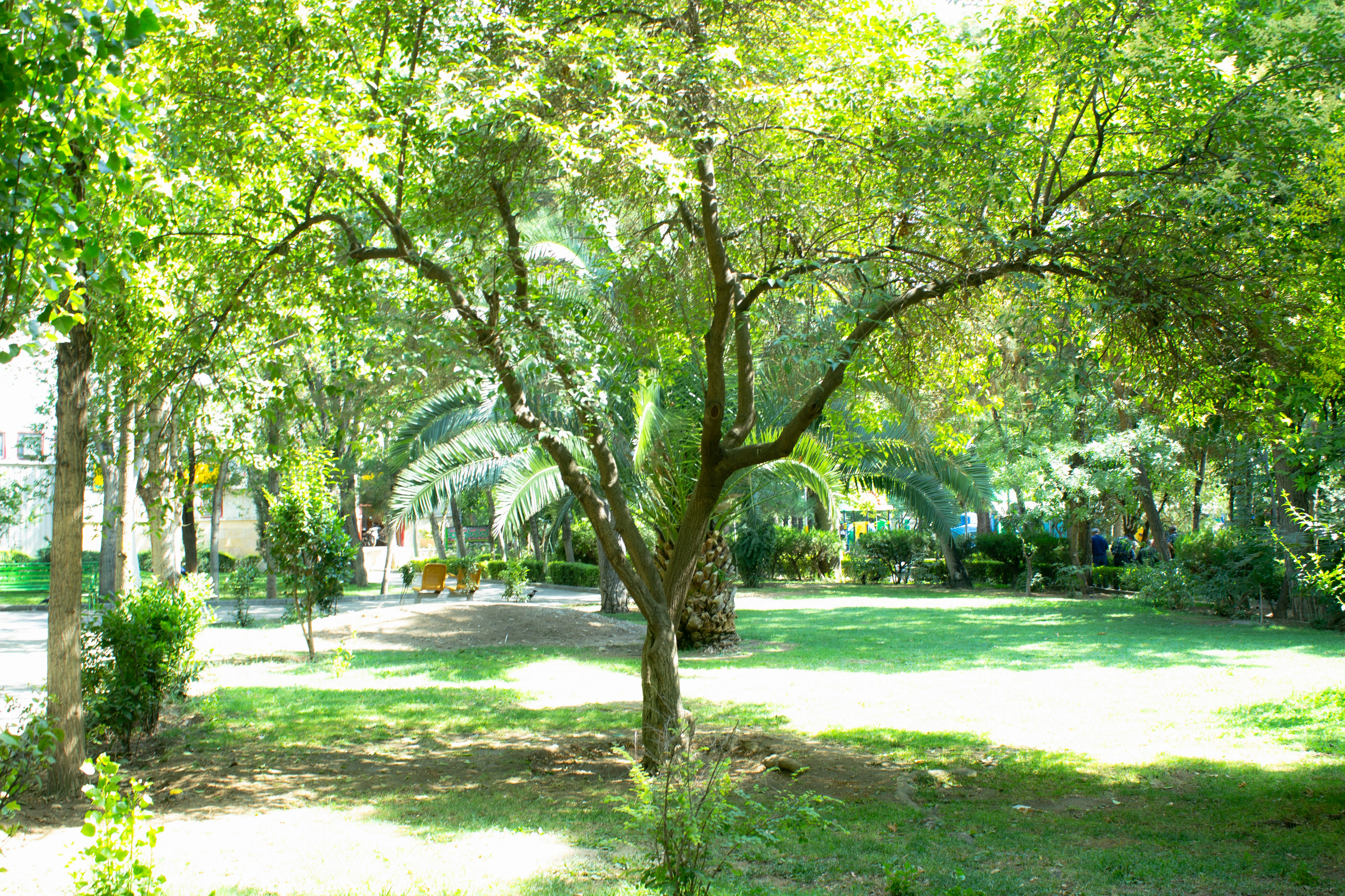 A park filled with lots of green trees