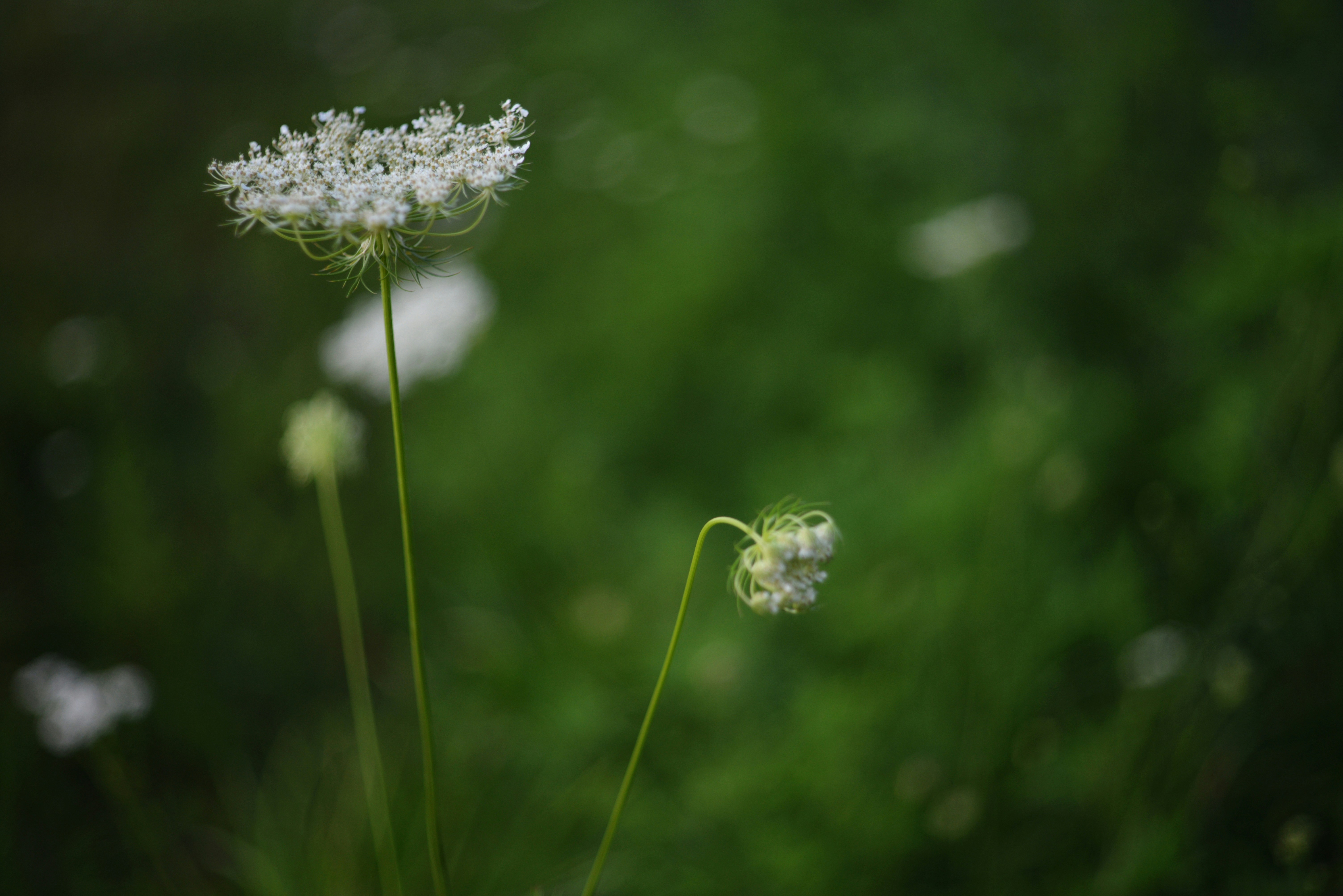 Photo by cherstve_pechivo