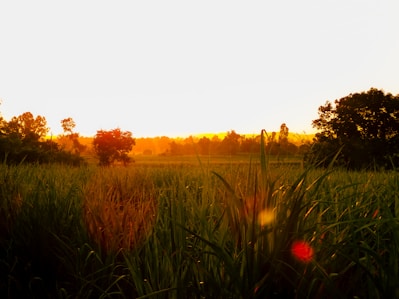 A grassy field with trees in the background