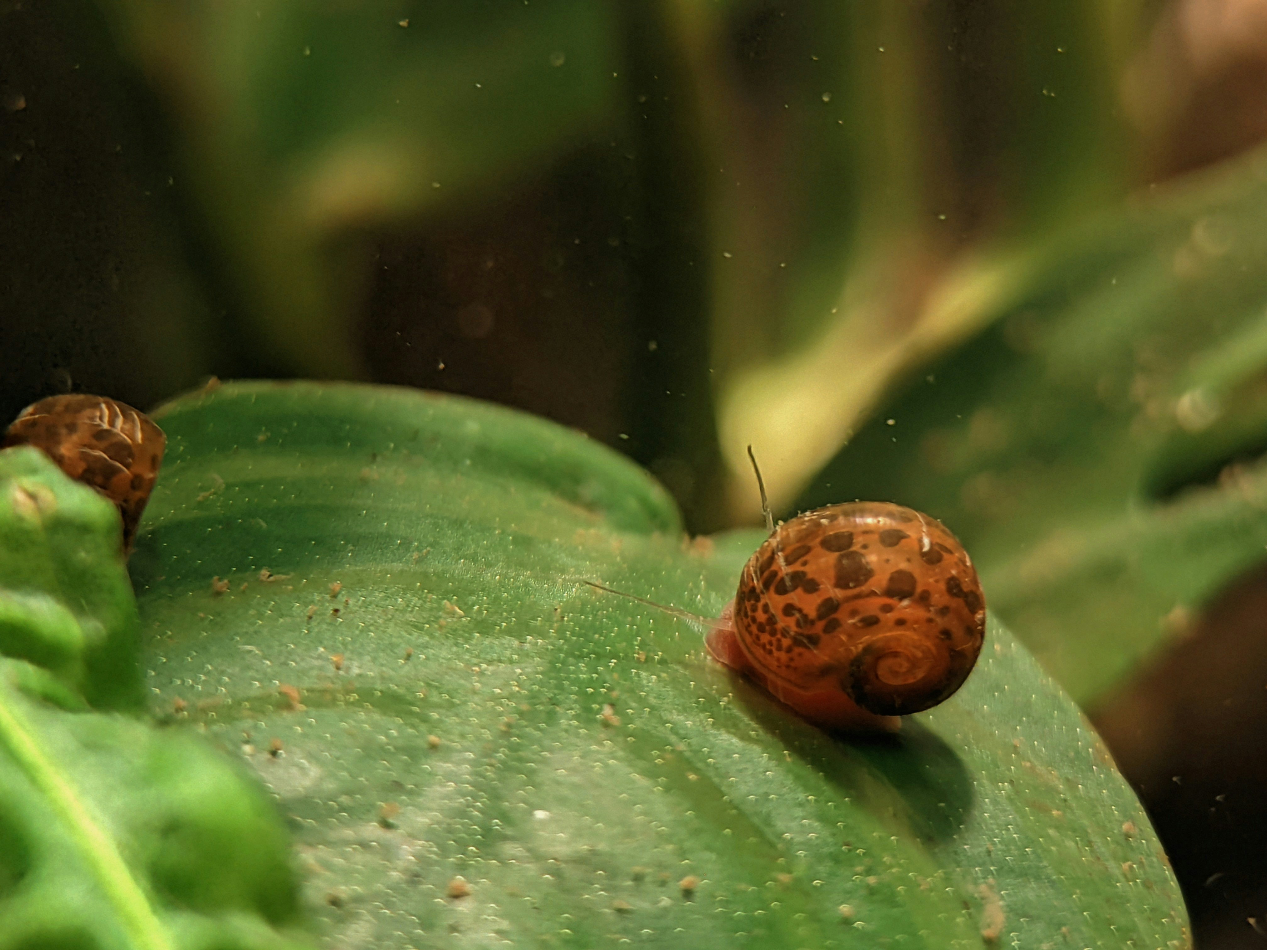A lady bug crawling on a green leaf