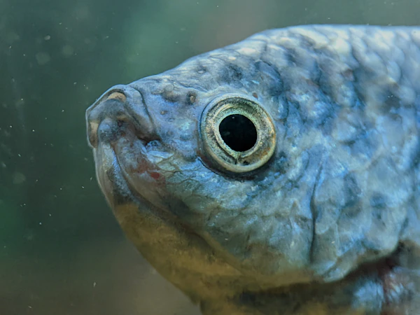 Fish showing scales and fins
