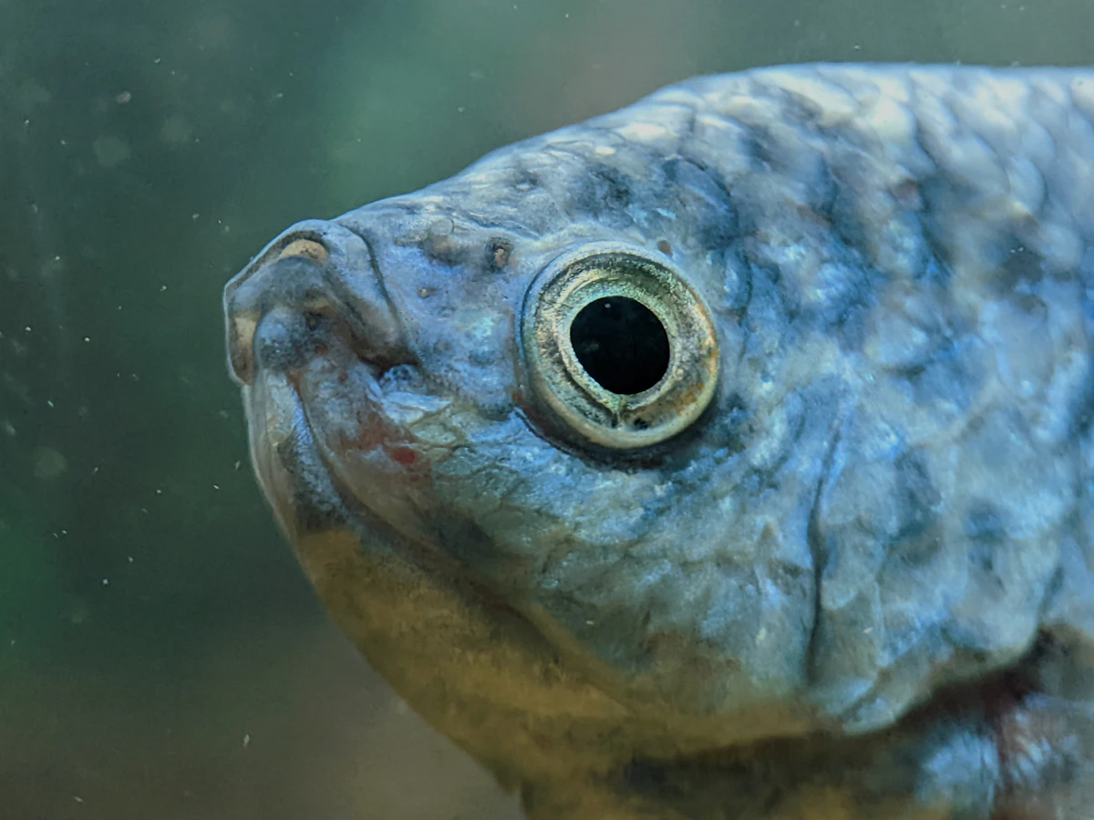 Close view of a fish showing scales and eye
