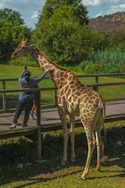 A giraffe standing next to a wooden fence