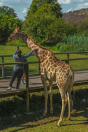 A giraffe standing next to a wooden fence