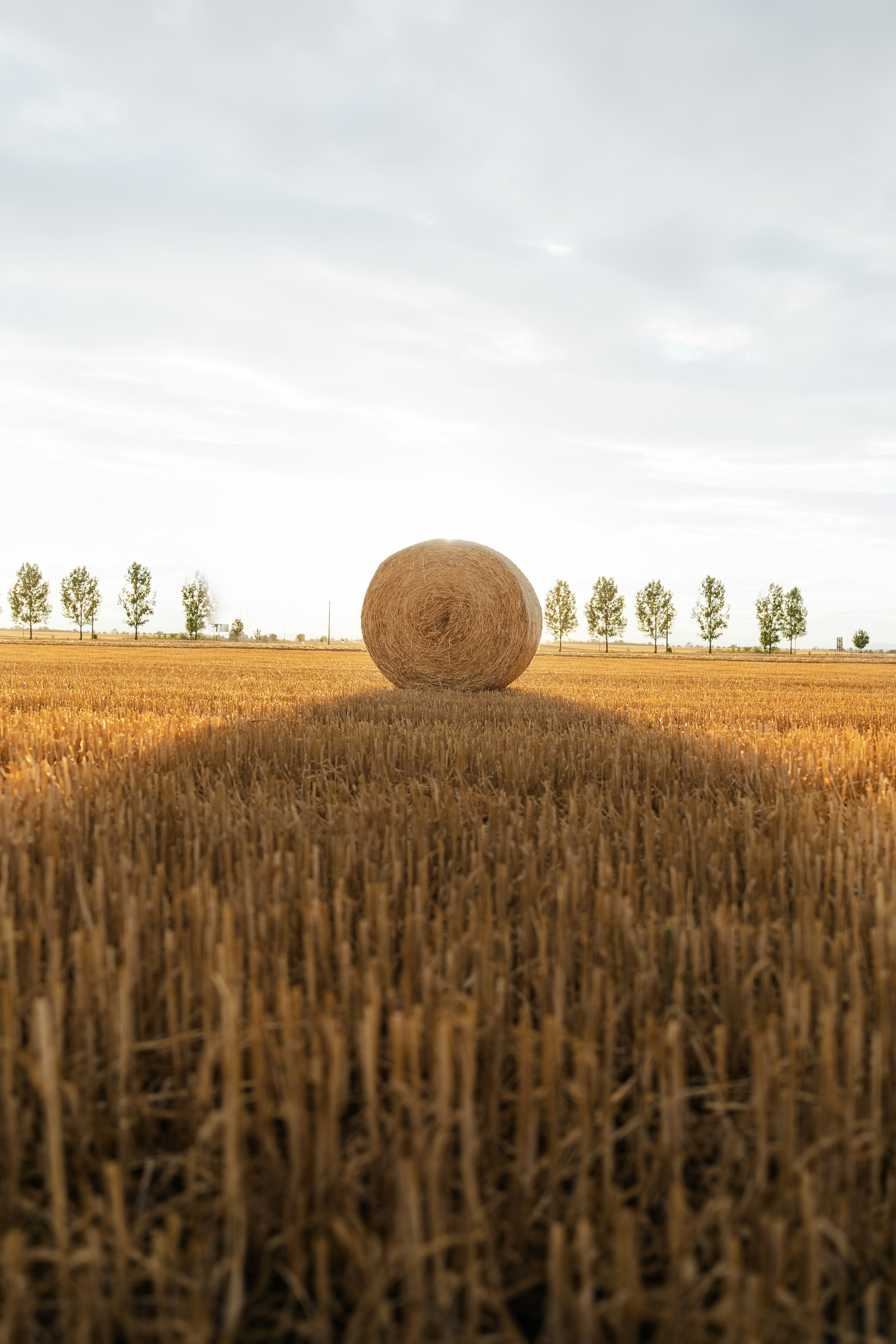 Rundballen auf dem Feld