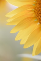 A close up of a sunflower with a blurry background