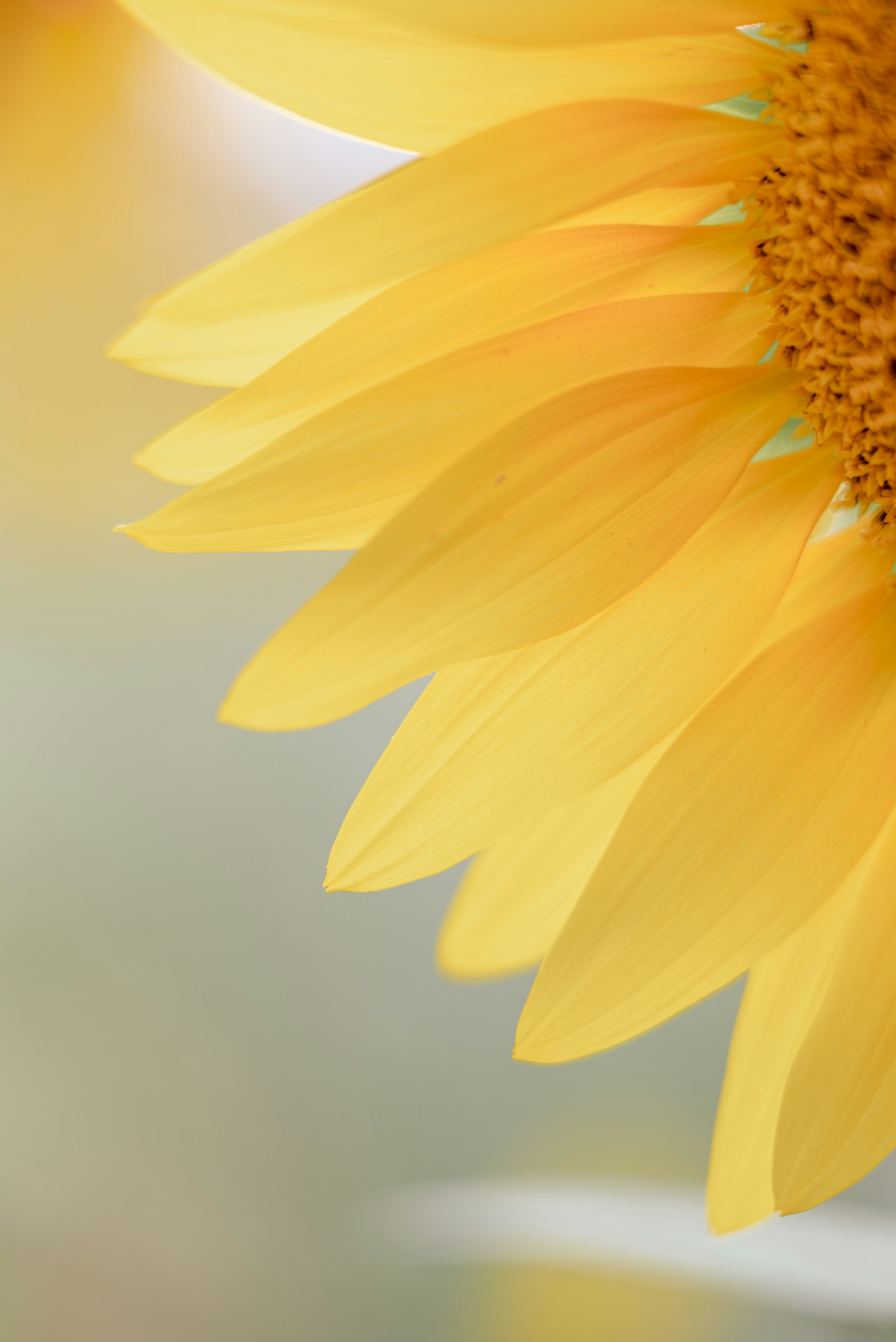 A close up of a sunflower with a blurry background