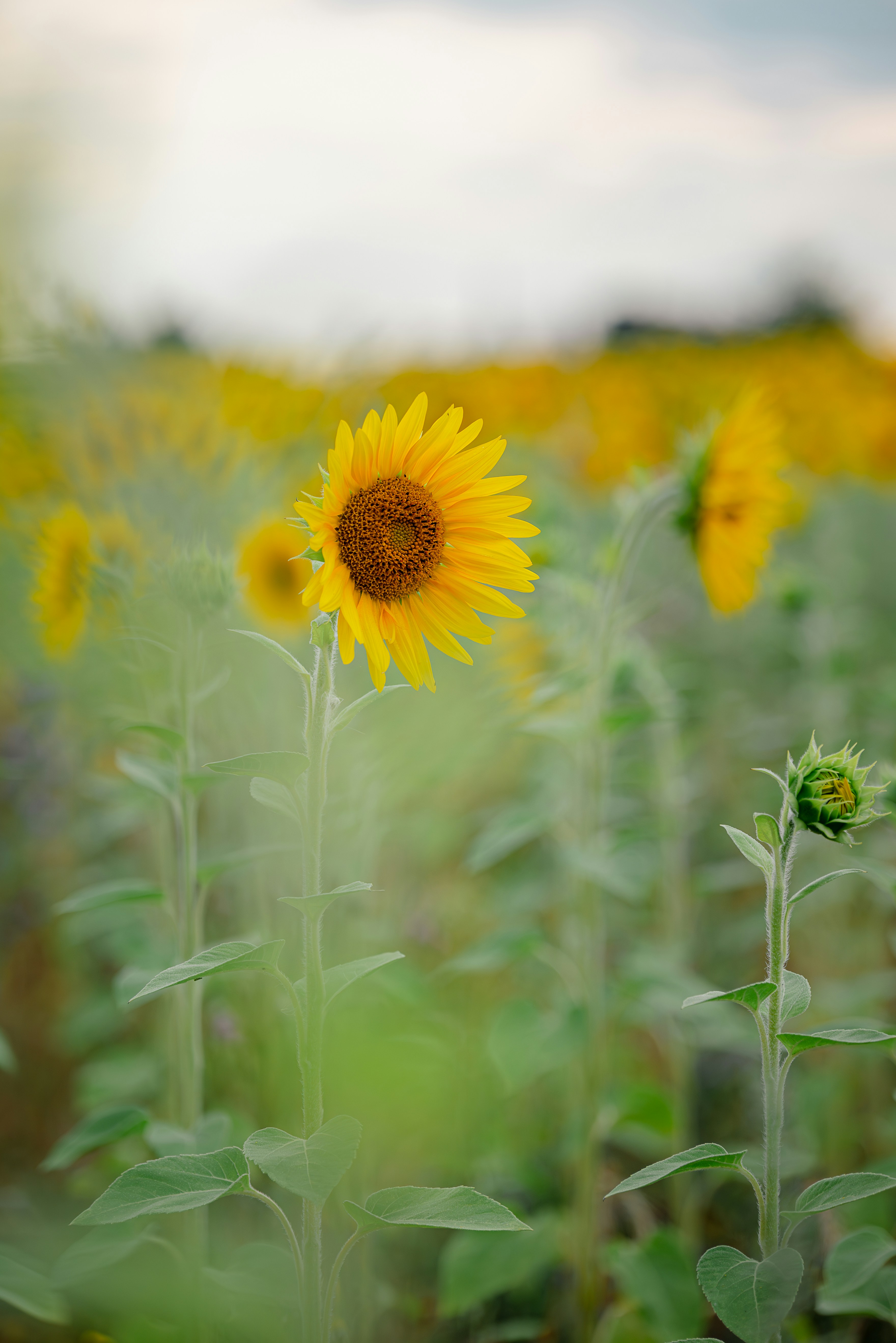 How BDNF Could Help Nerve Healing in MS Patients
