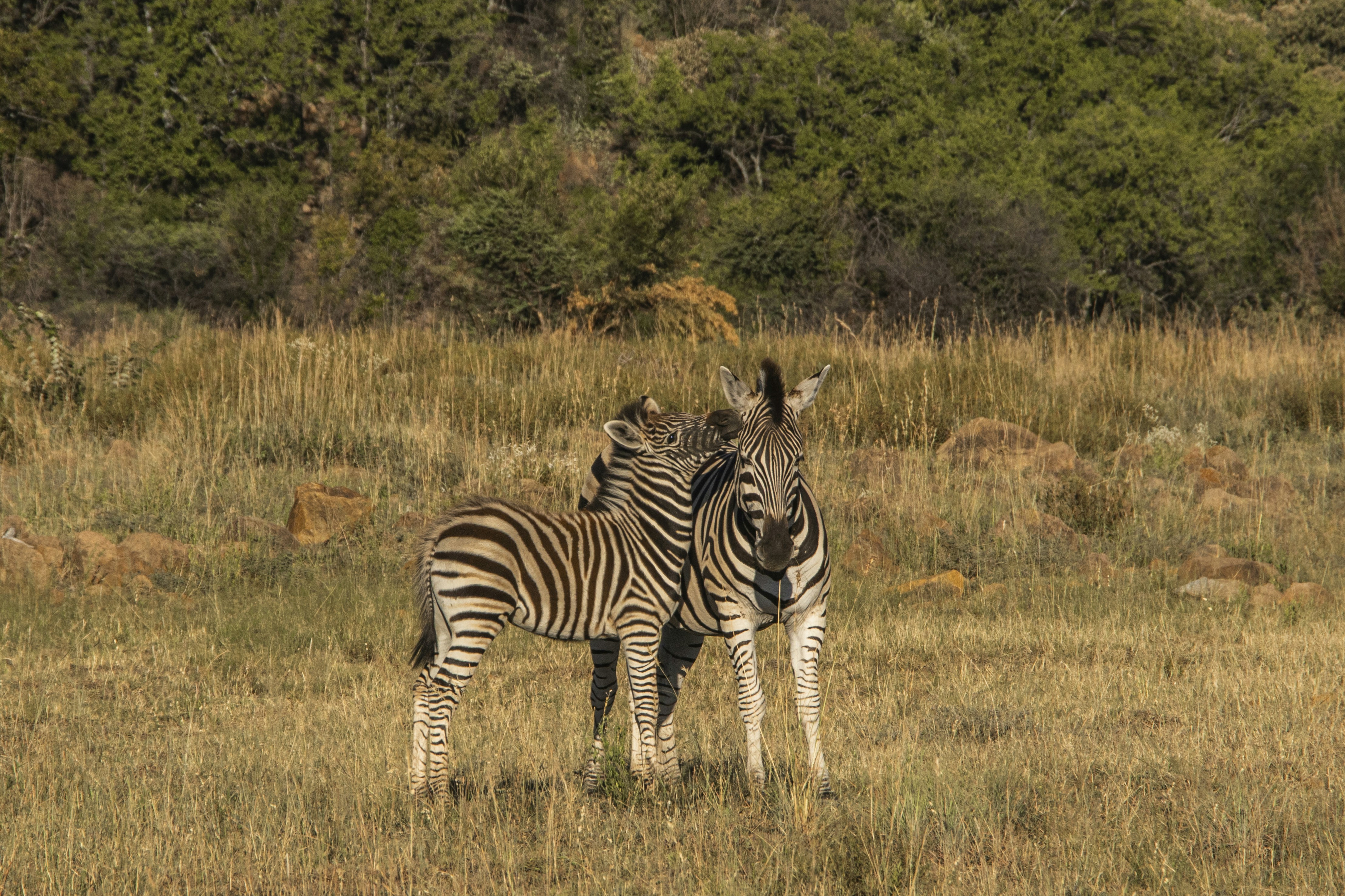 Photo by s_arshia_nzm