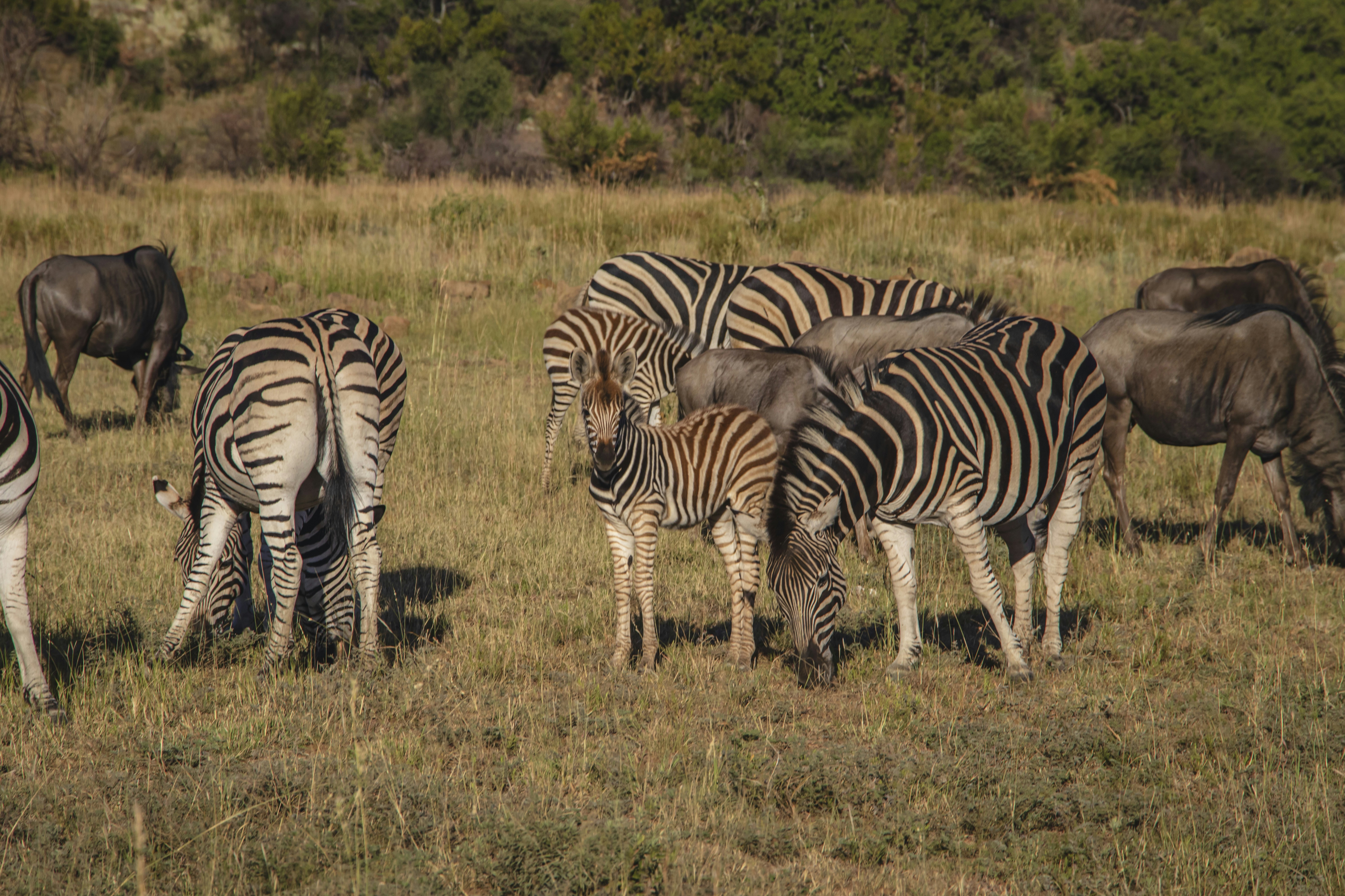 A herd of zebras grazing.