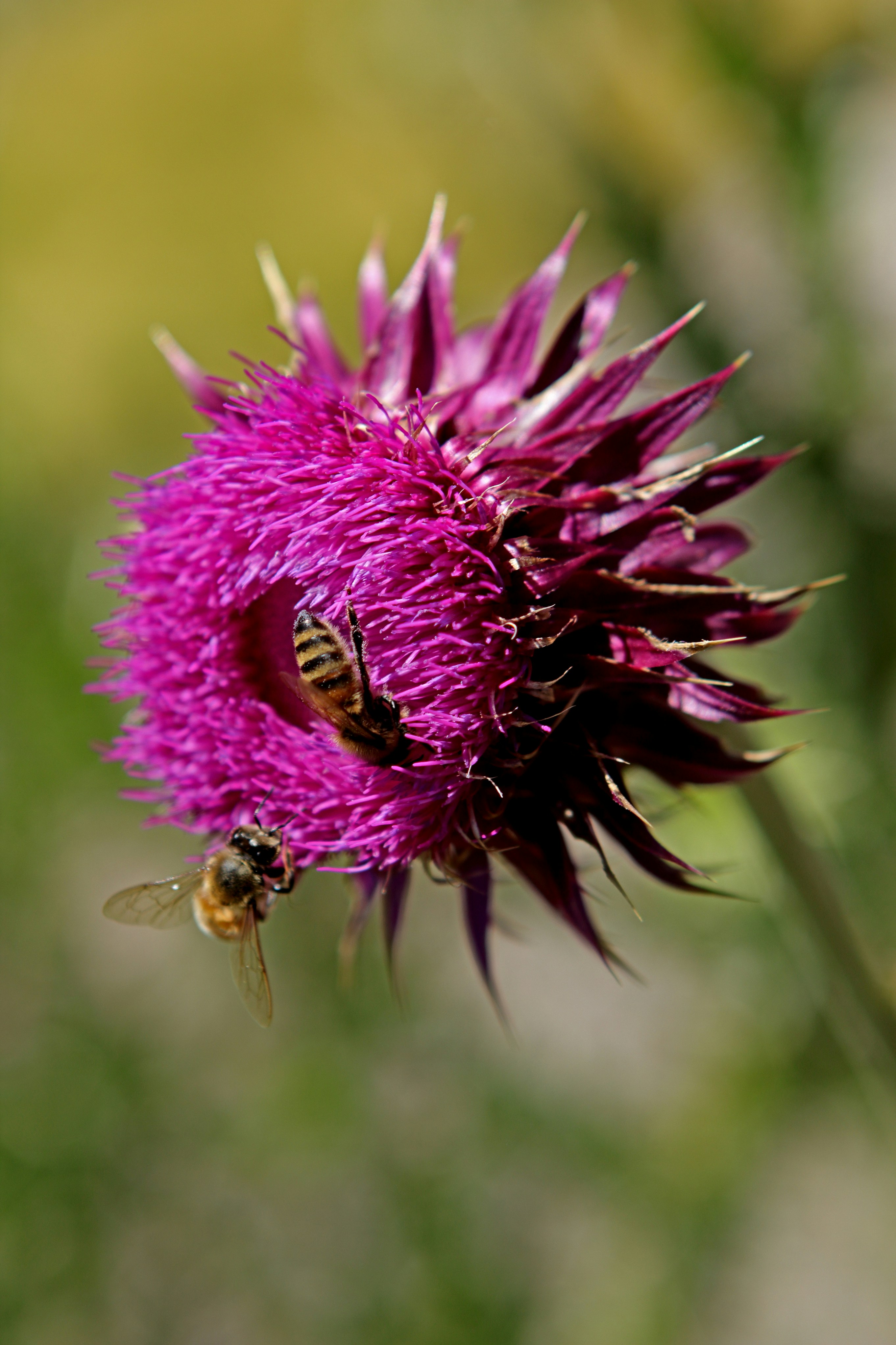 Photo by judy_beth_morris_idaho