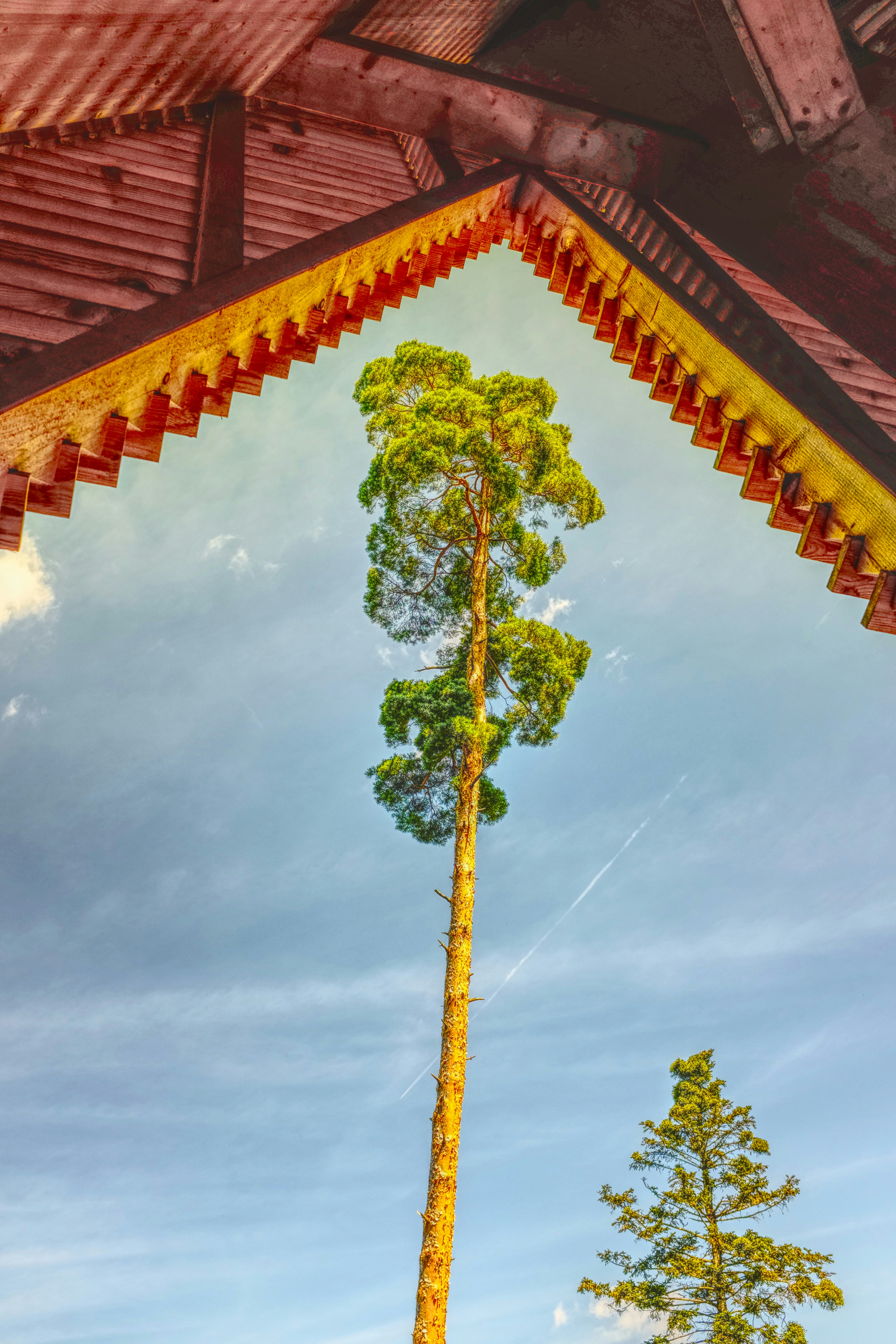 A tall tree in the middle of a building