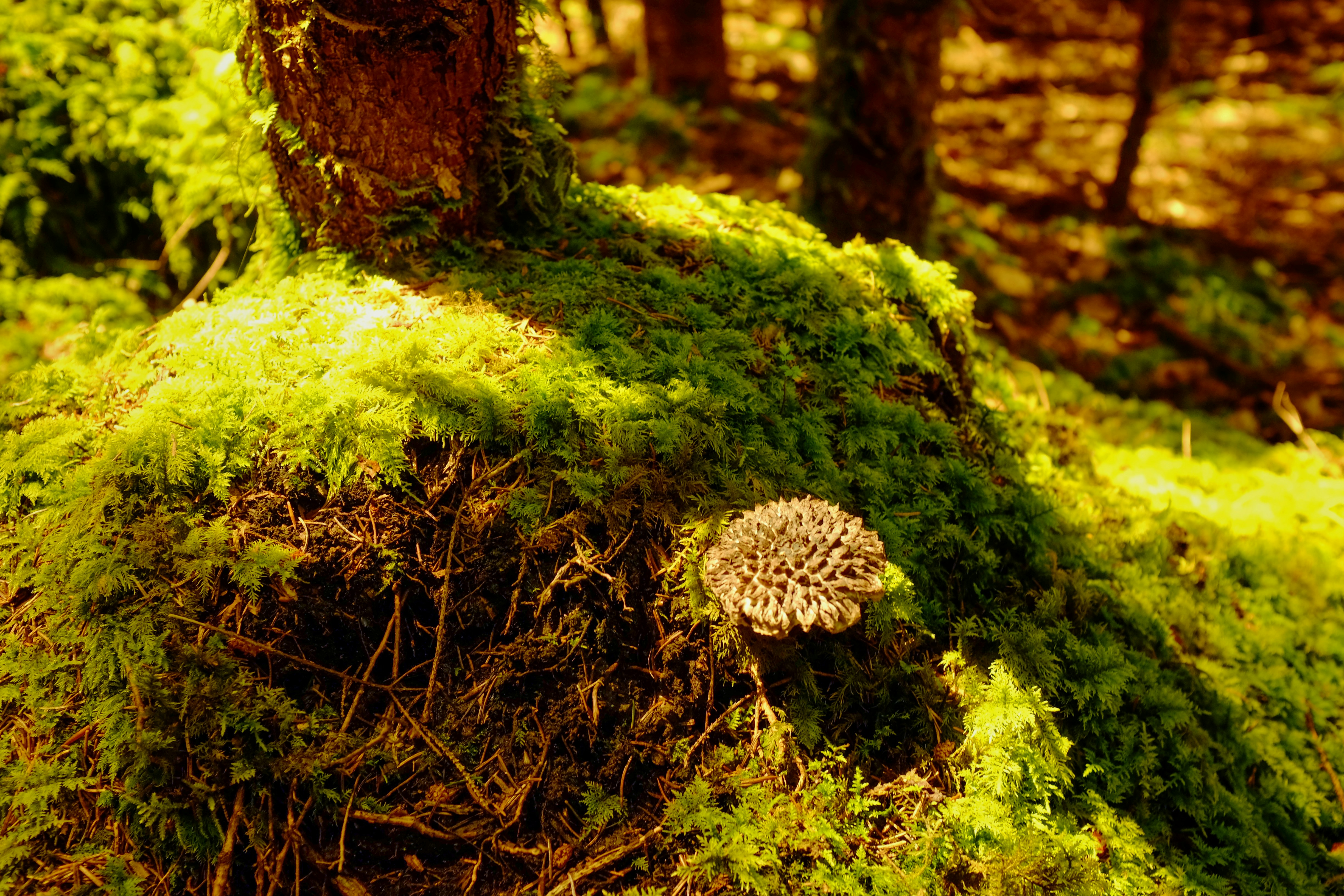 A mushroom sitting on top of a moss covered forest