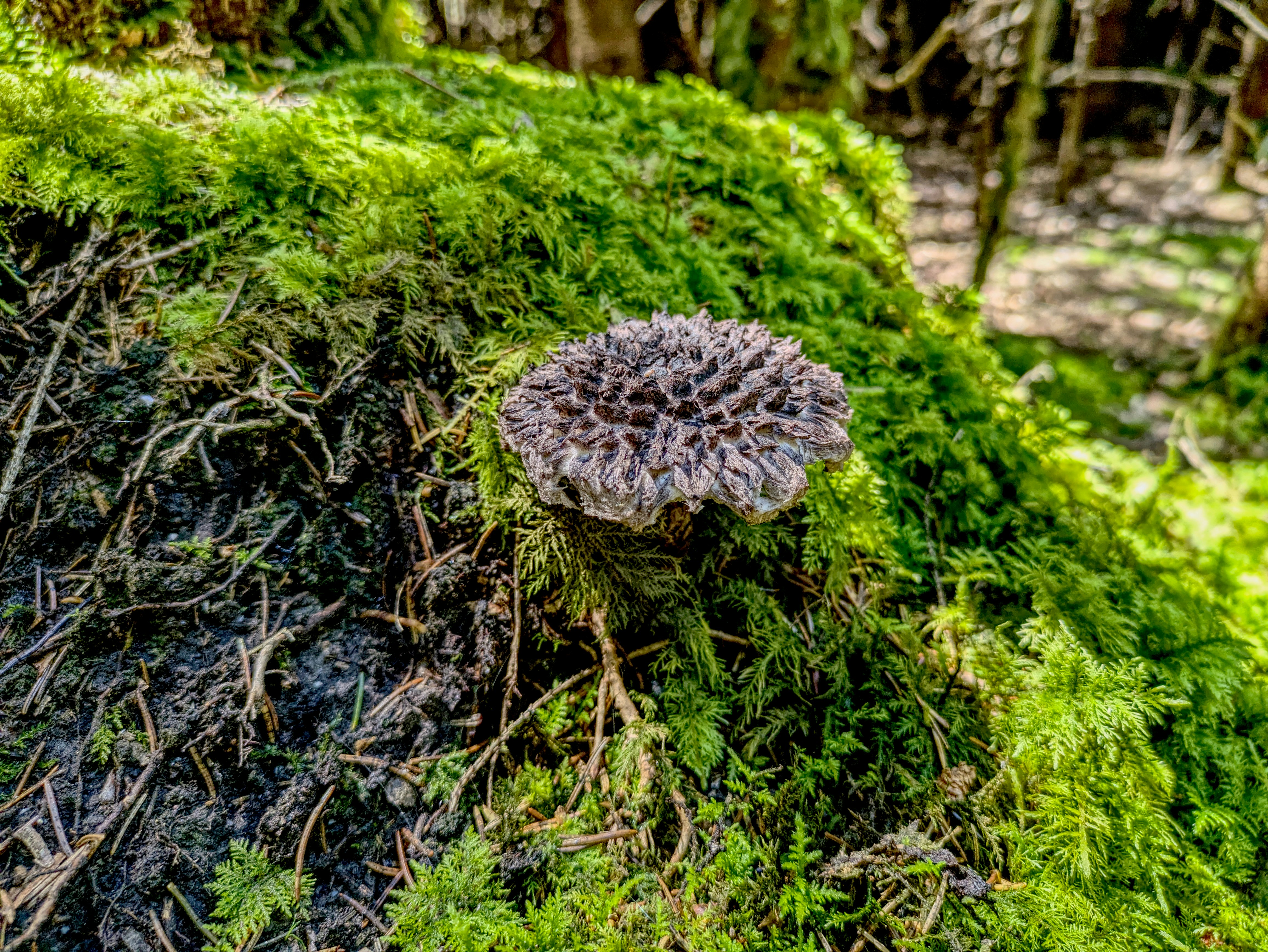 A mushroom is growing on a moss covered hill