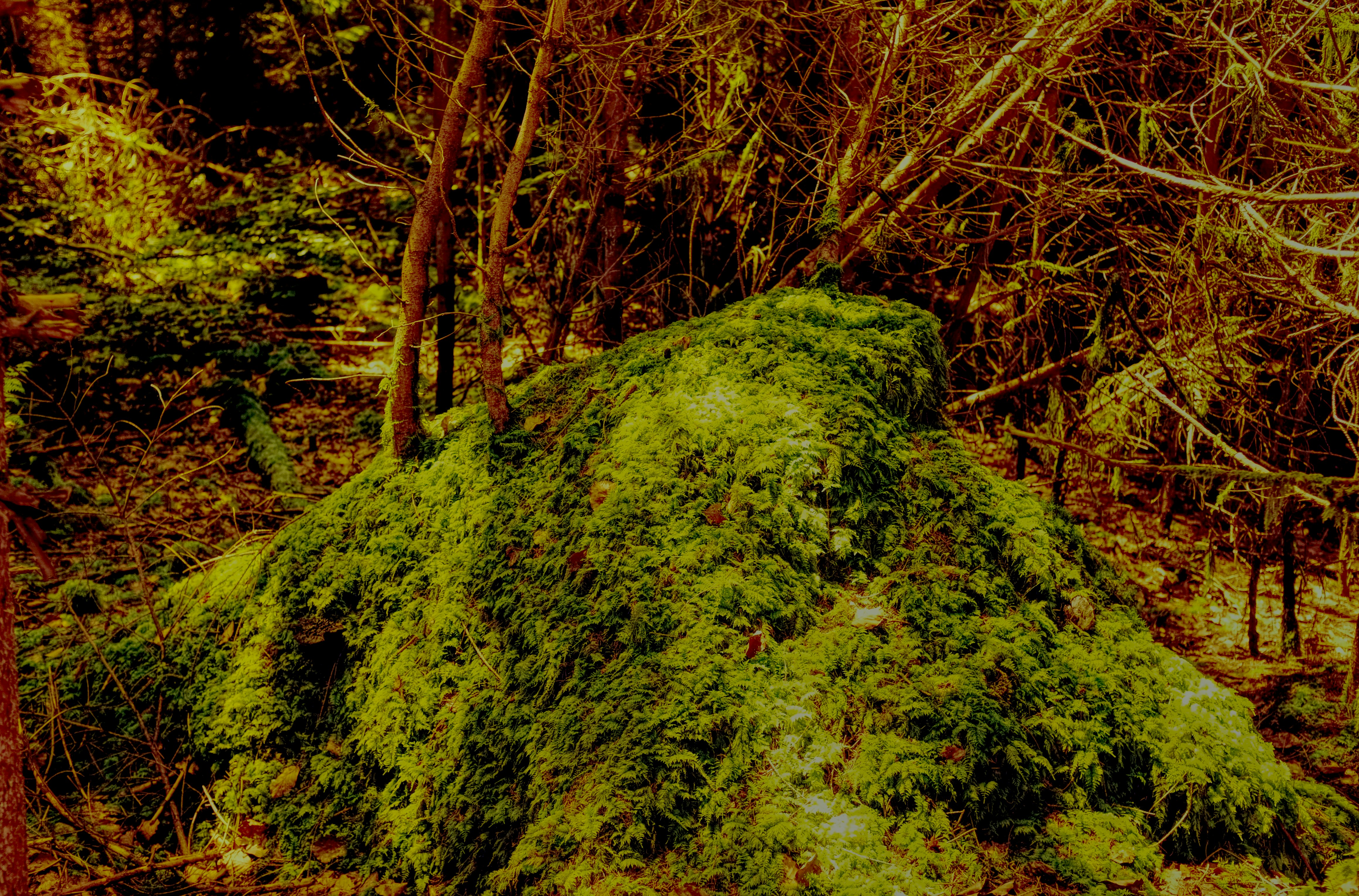 A moss covered rock in the middle of a forest