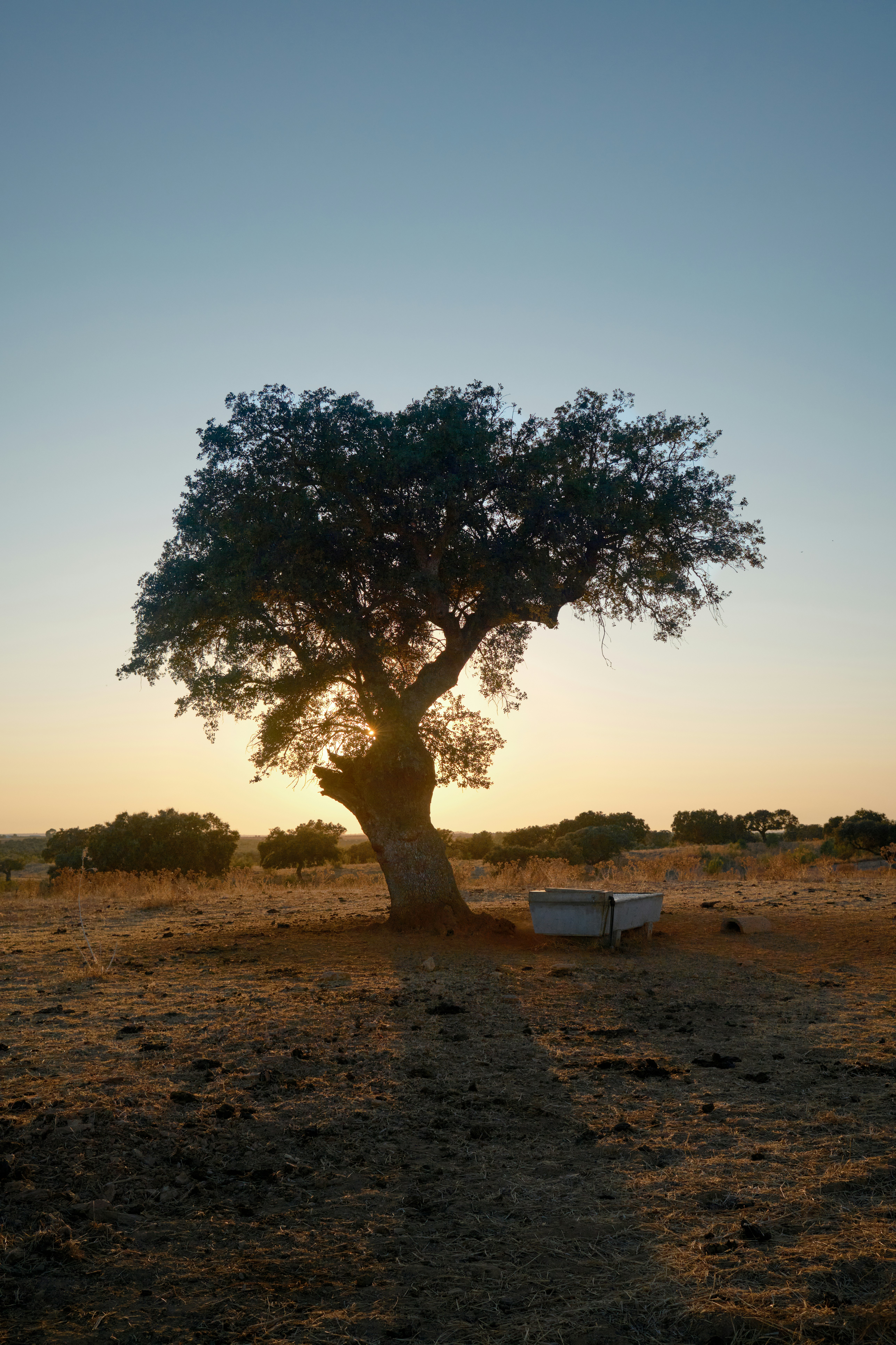 The Disabellieite and the Mesquite Tree