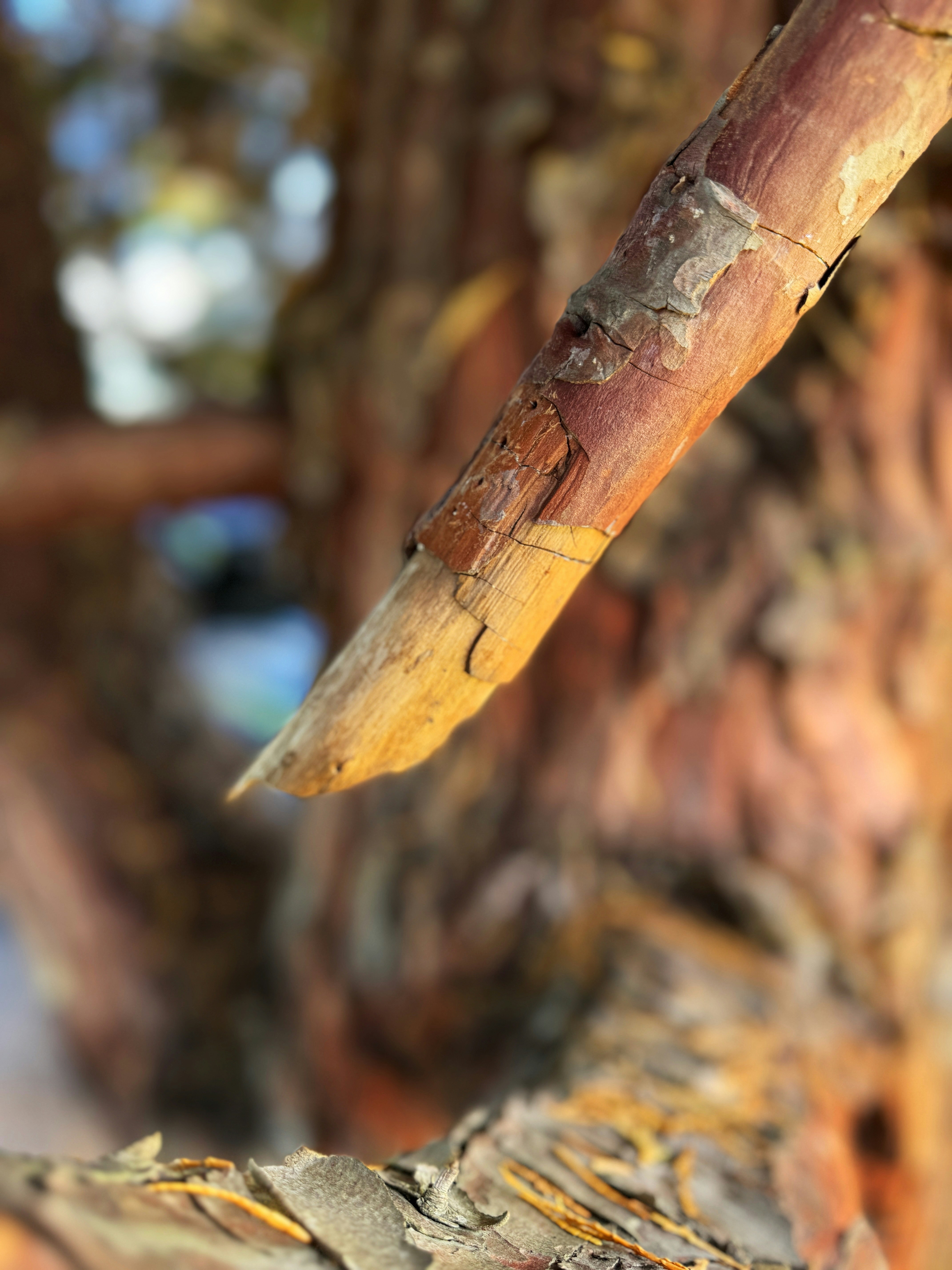 A close up of a tree branch with a blurry background