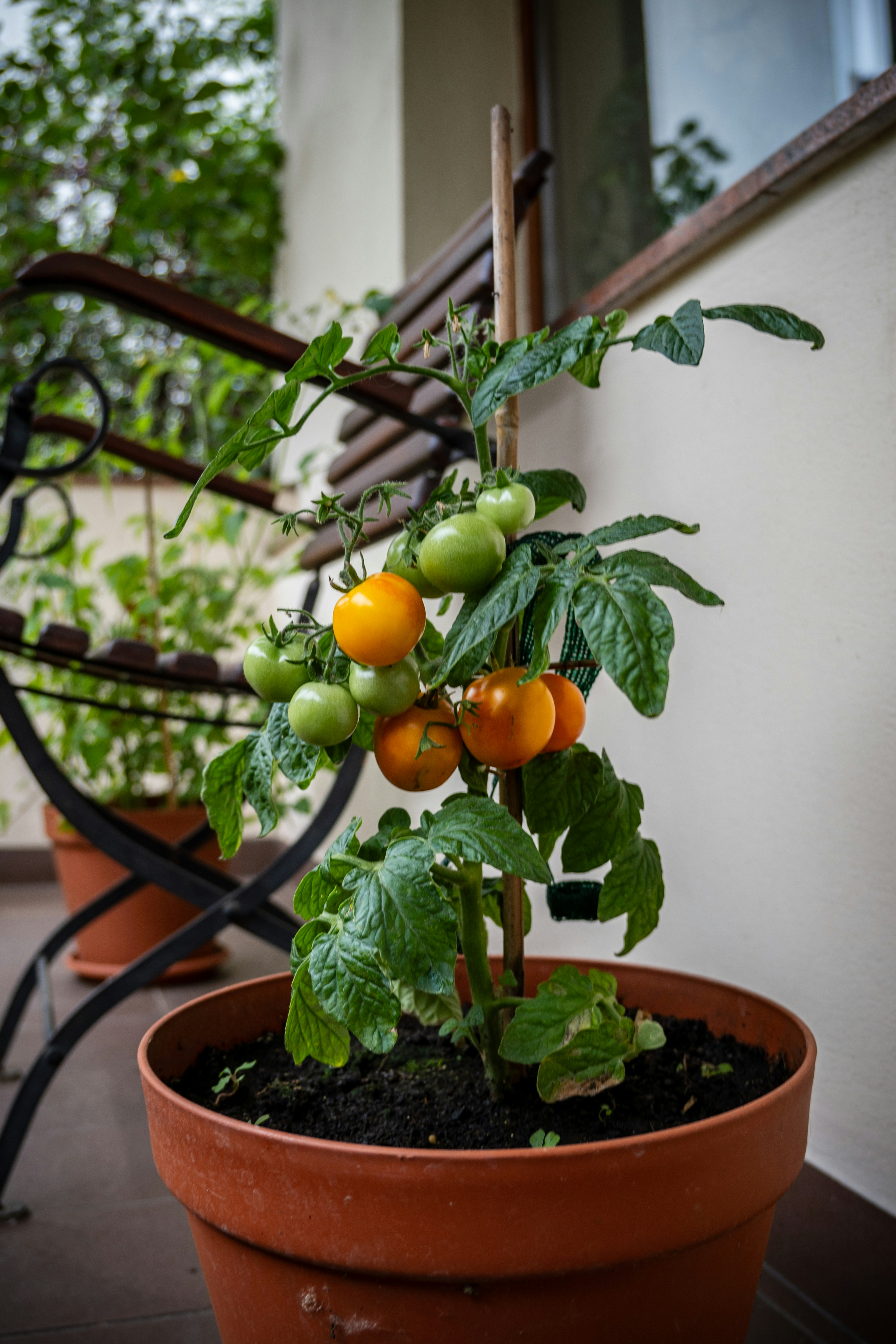 A potted plant with oranges and green tomatoes