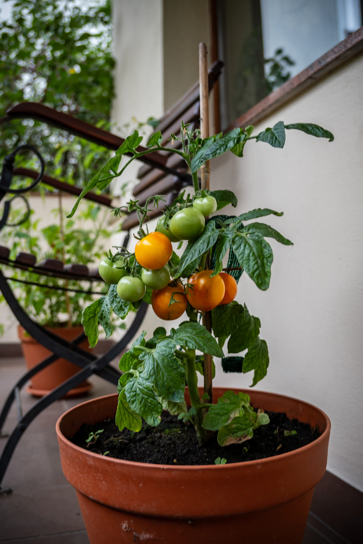 Tomato plant growing in a pot on a balcony