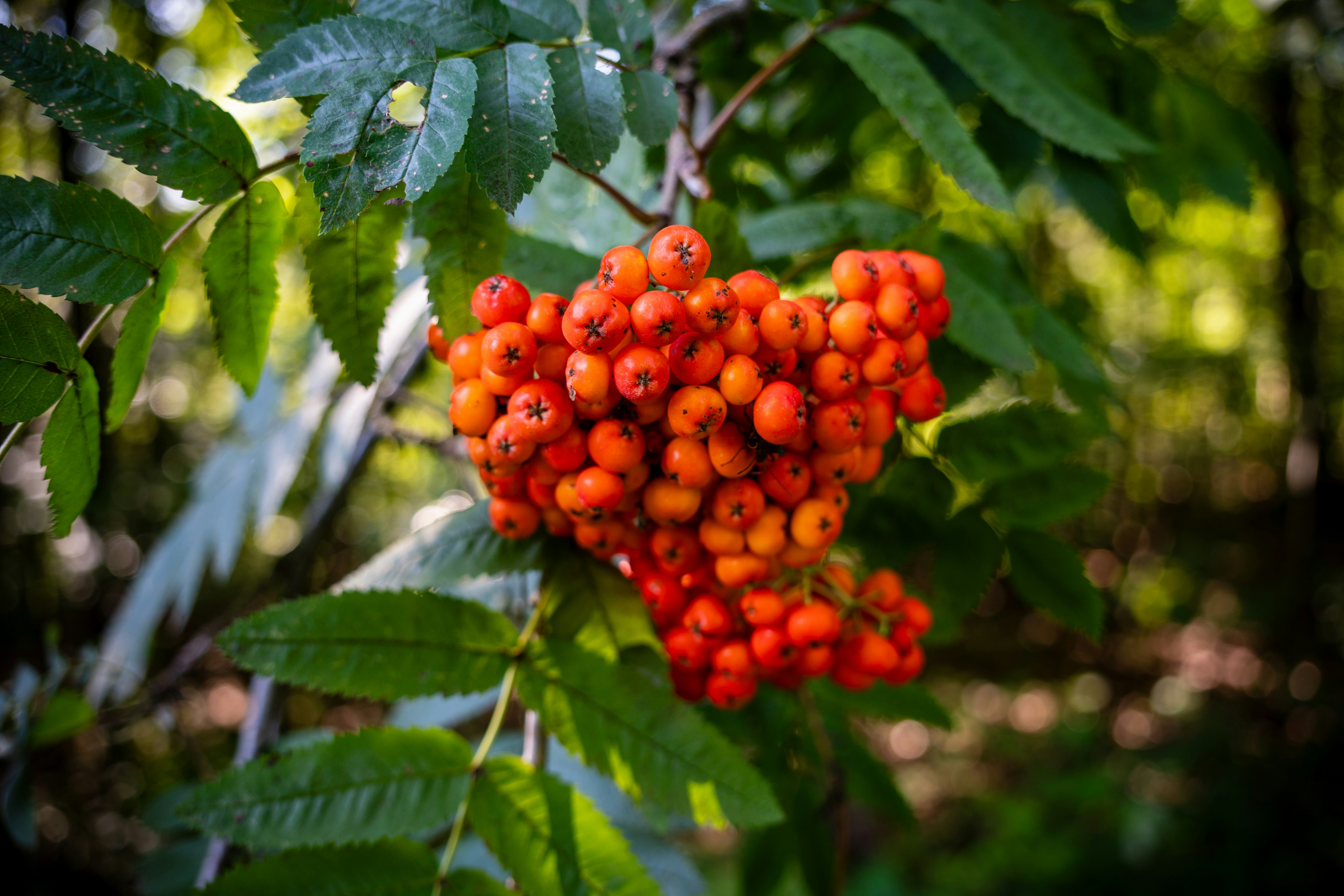 Berries on tree