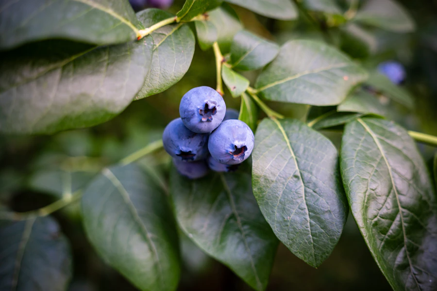 ブルーベリーのイメージ写真（この農園の実際の写真ではありません。Photo: Michal Robak on Unsplash）