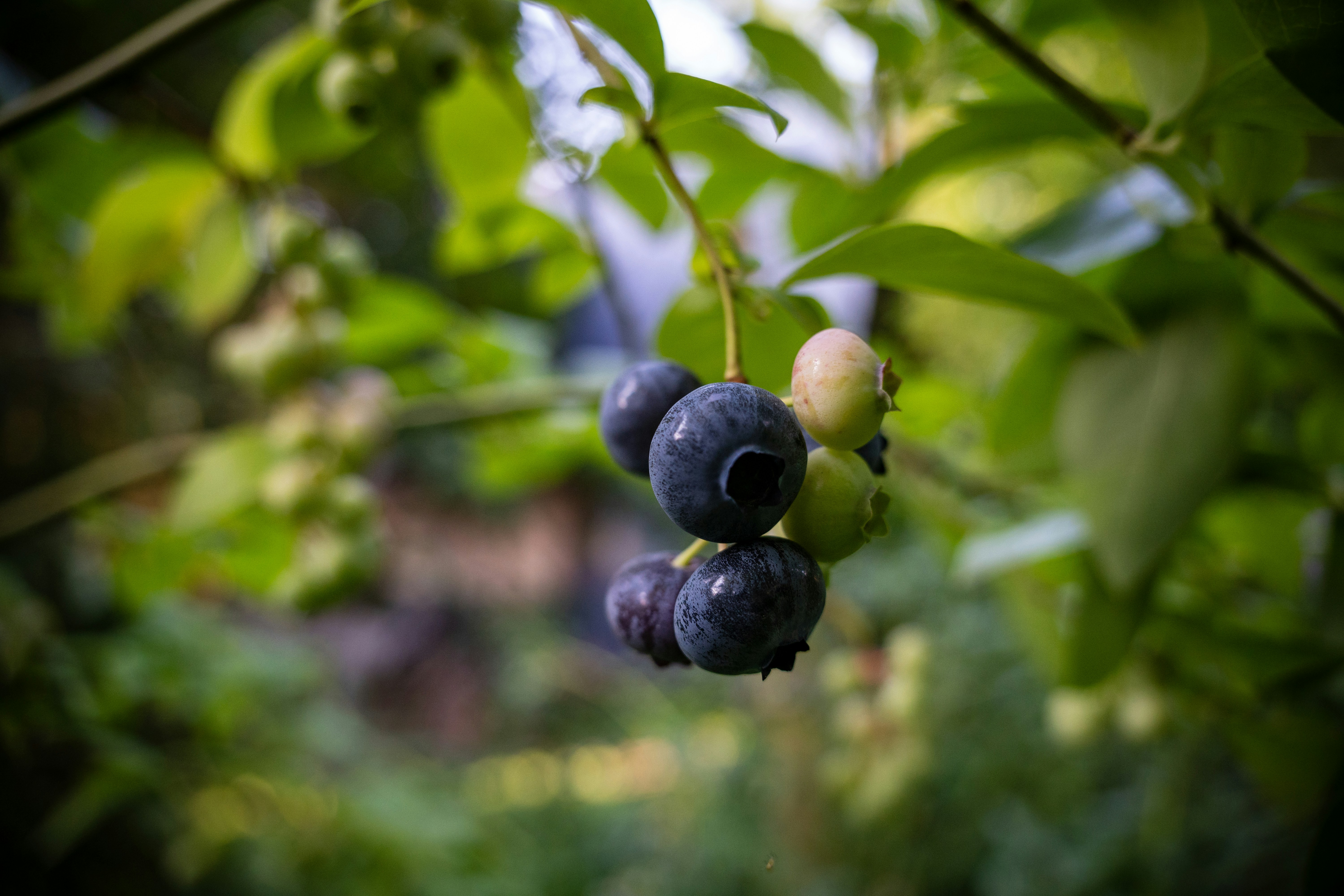 Photo by misha_blivi