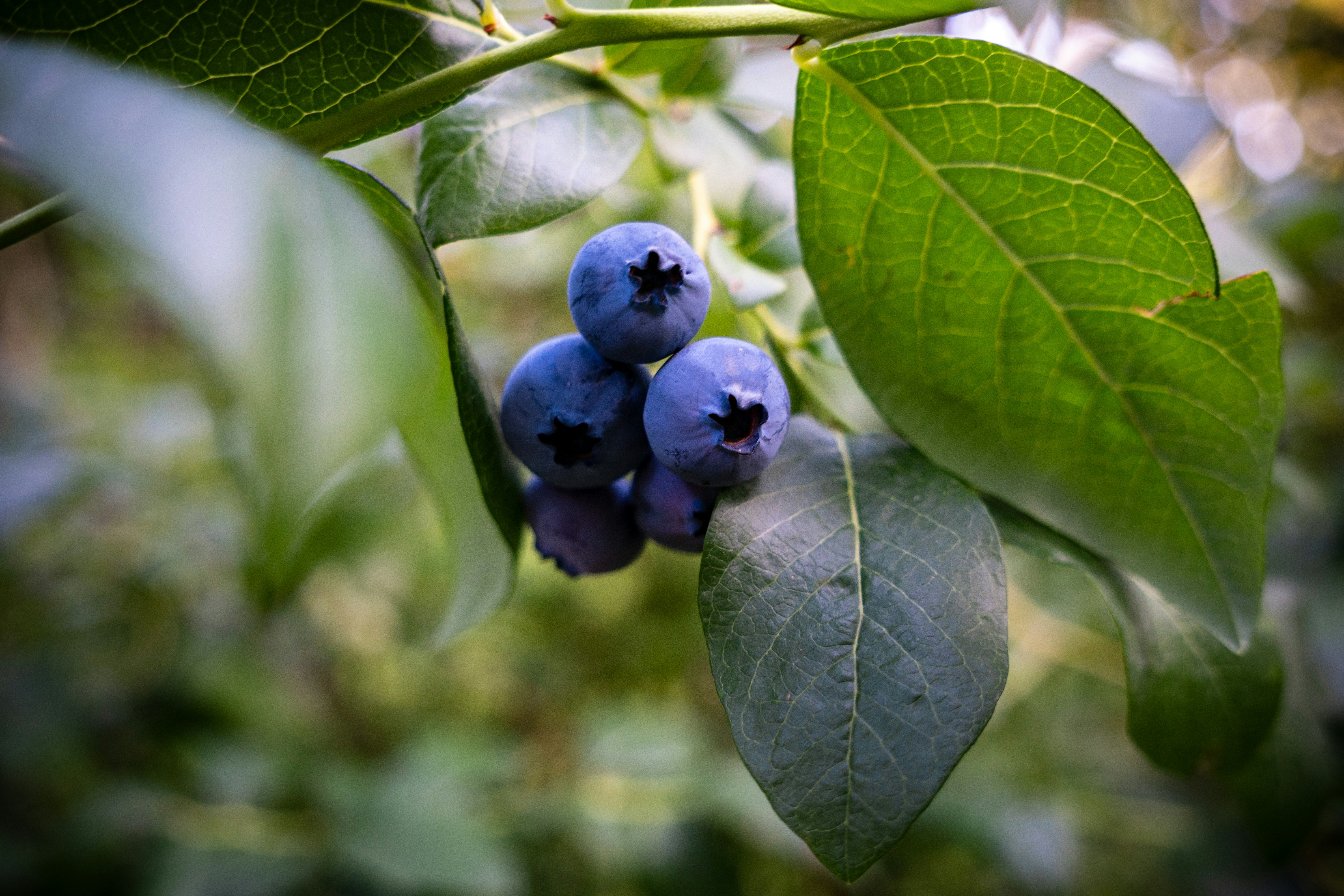 Blueberries on tree