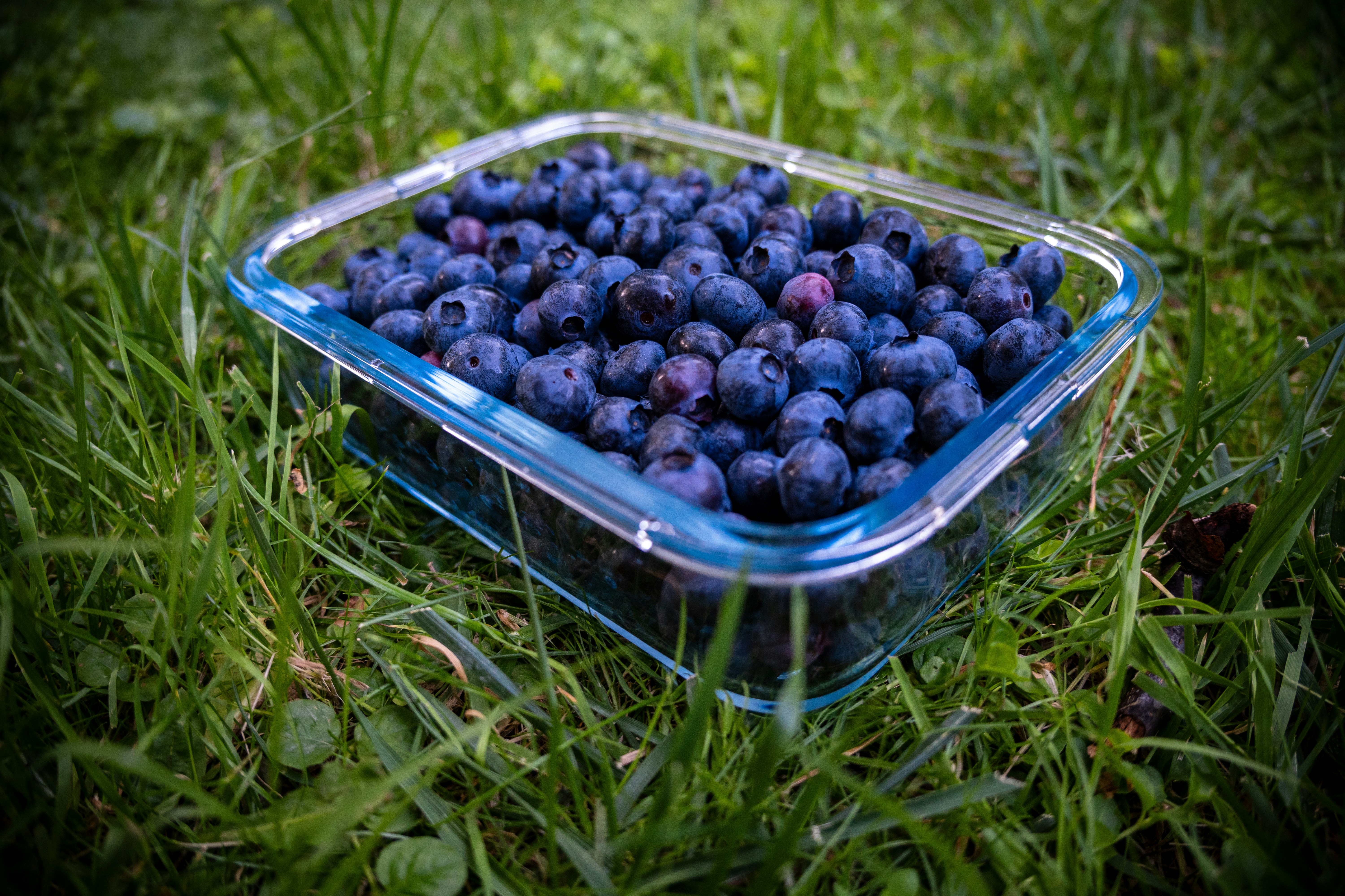 A plastic container filled with blueberries sitting in the grass, 