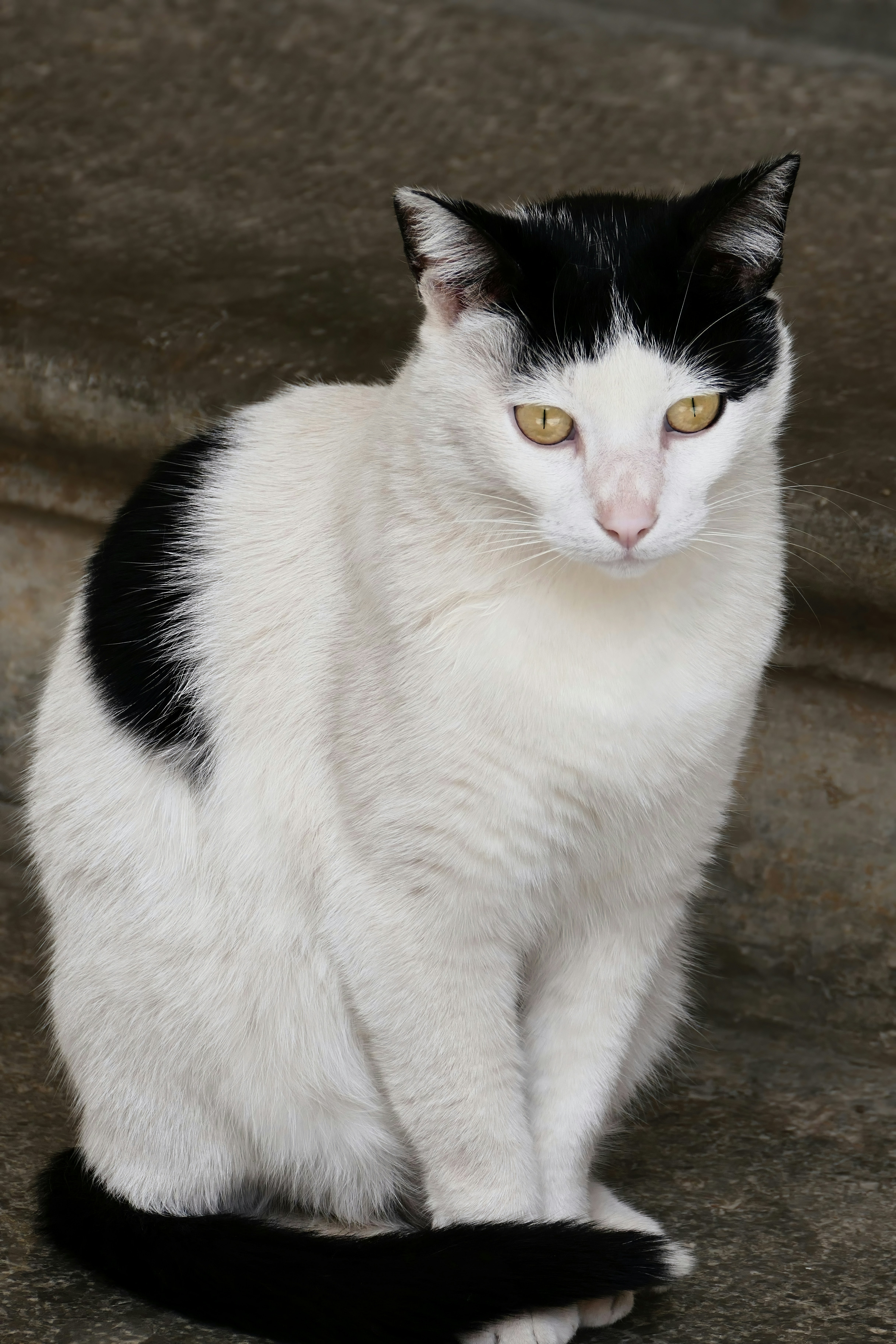 The Subtle Art of Cat Observation (image credits: unsplash)