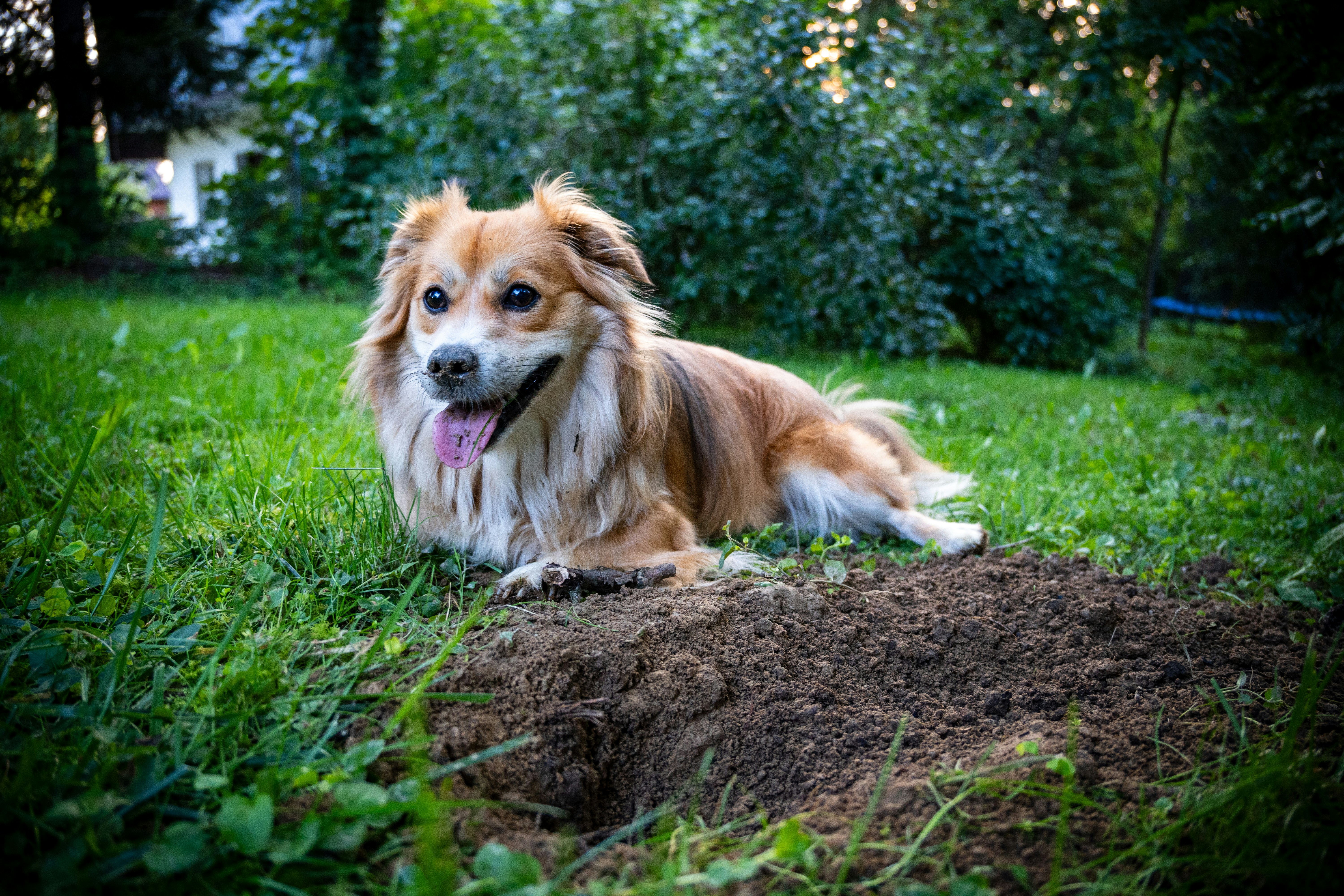 A dog laying on top of a pile of dirt