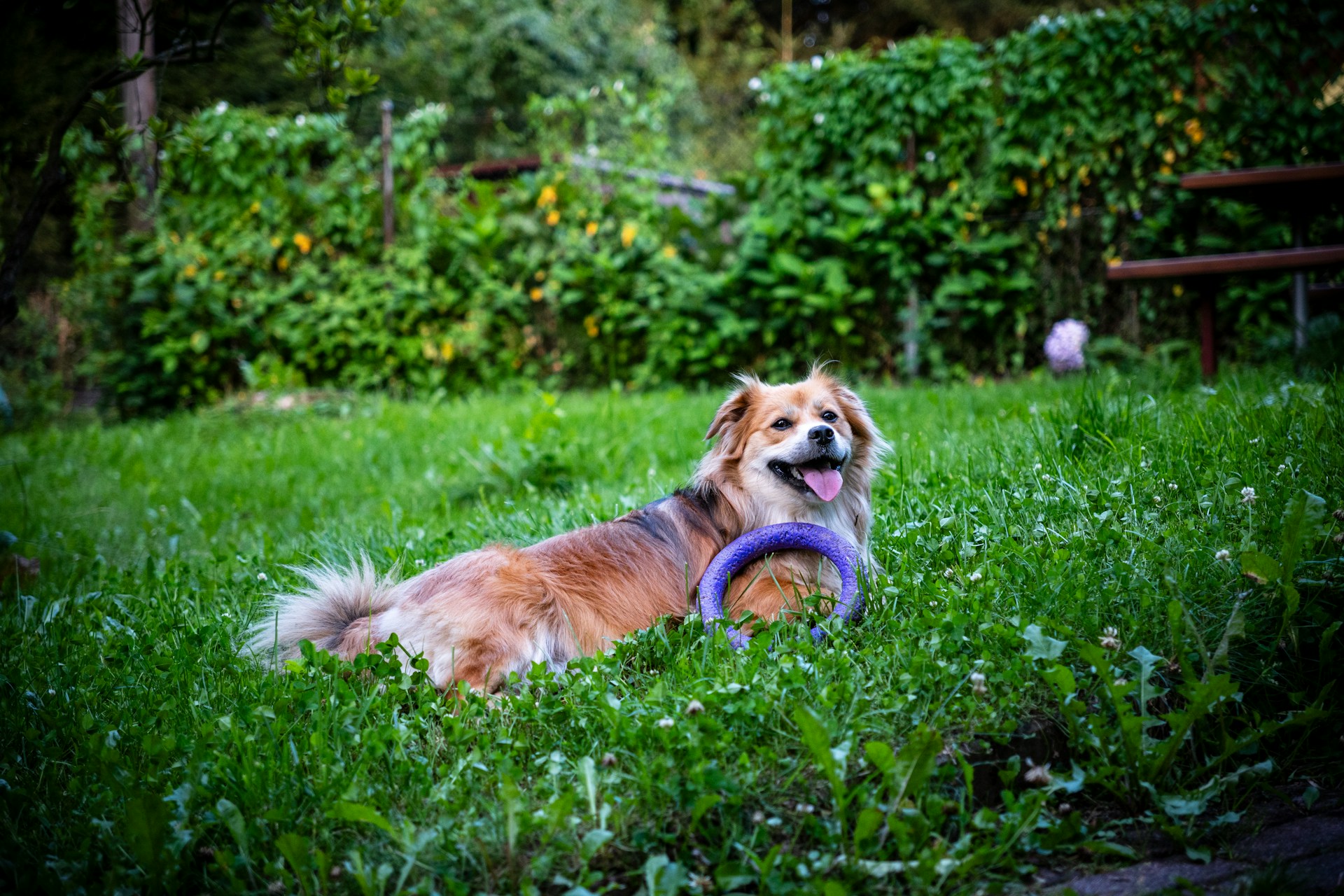 A dog laying in the grass with a toy in its mouth