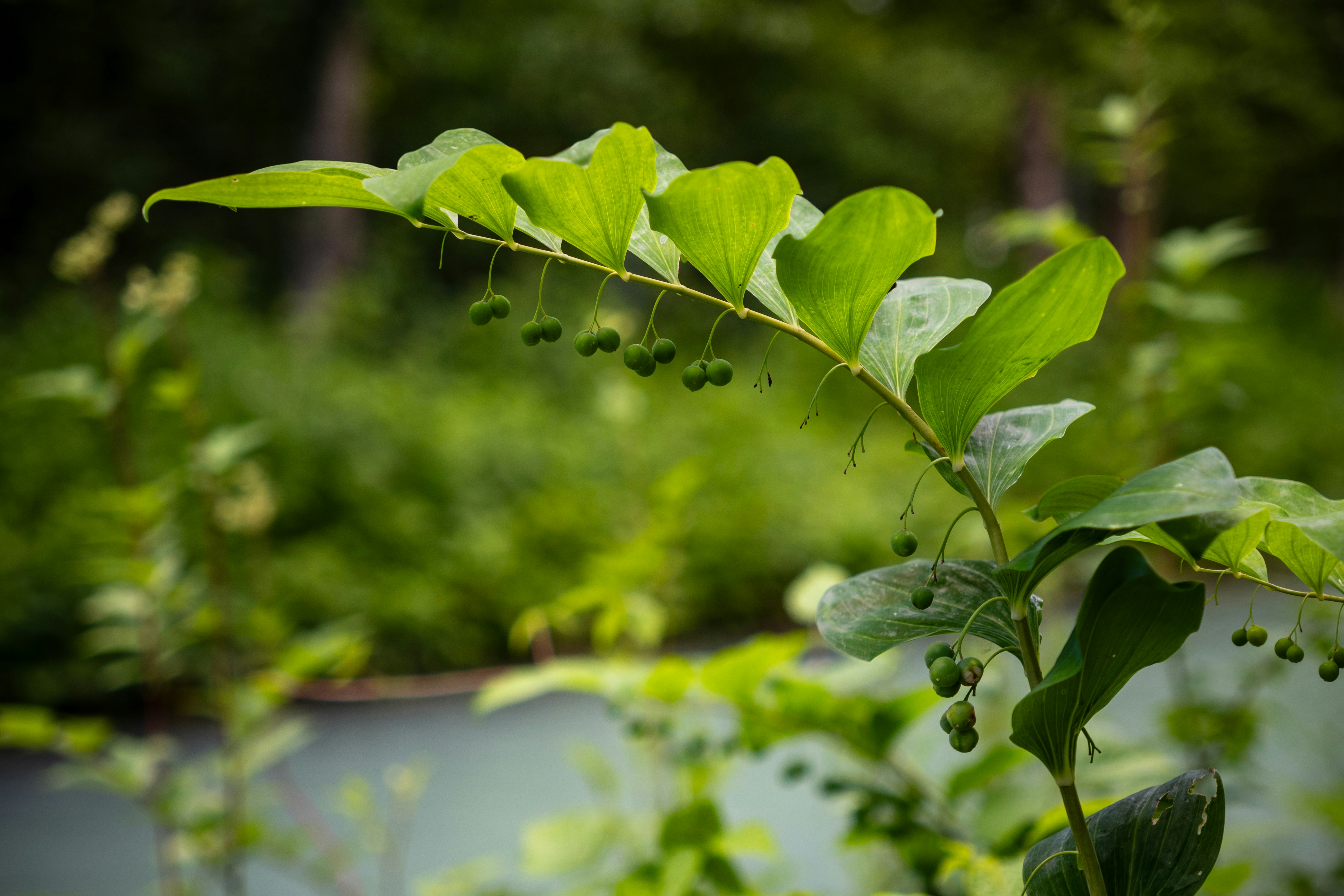 A plant with green leaves in a garden
