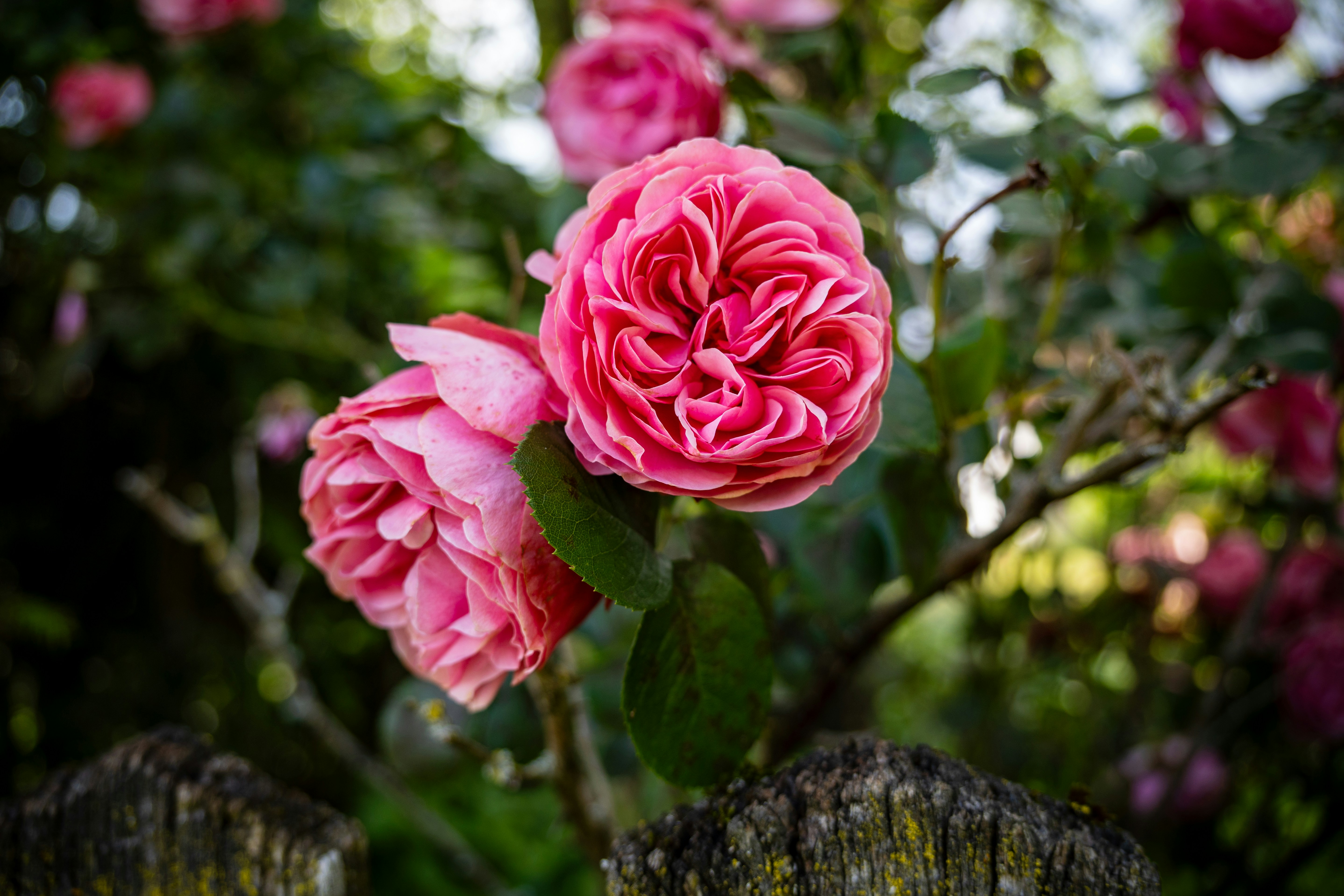 Photo by misha_blivi