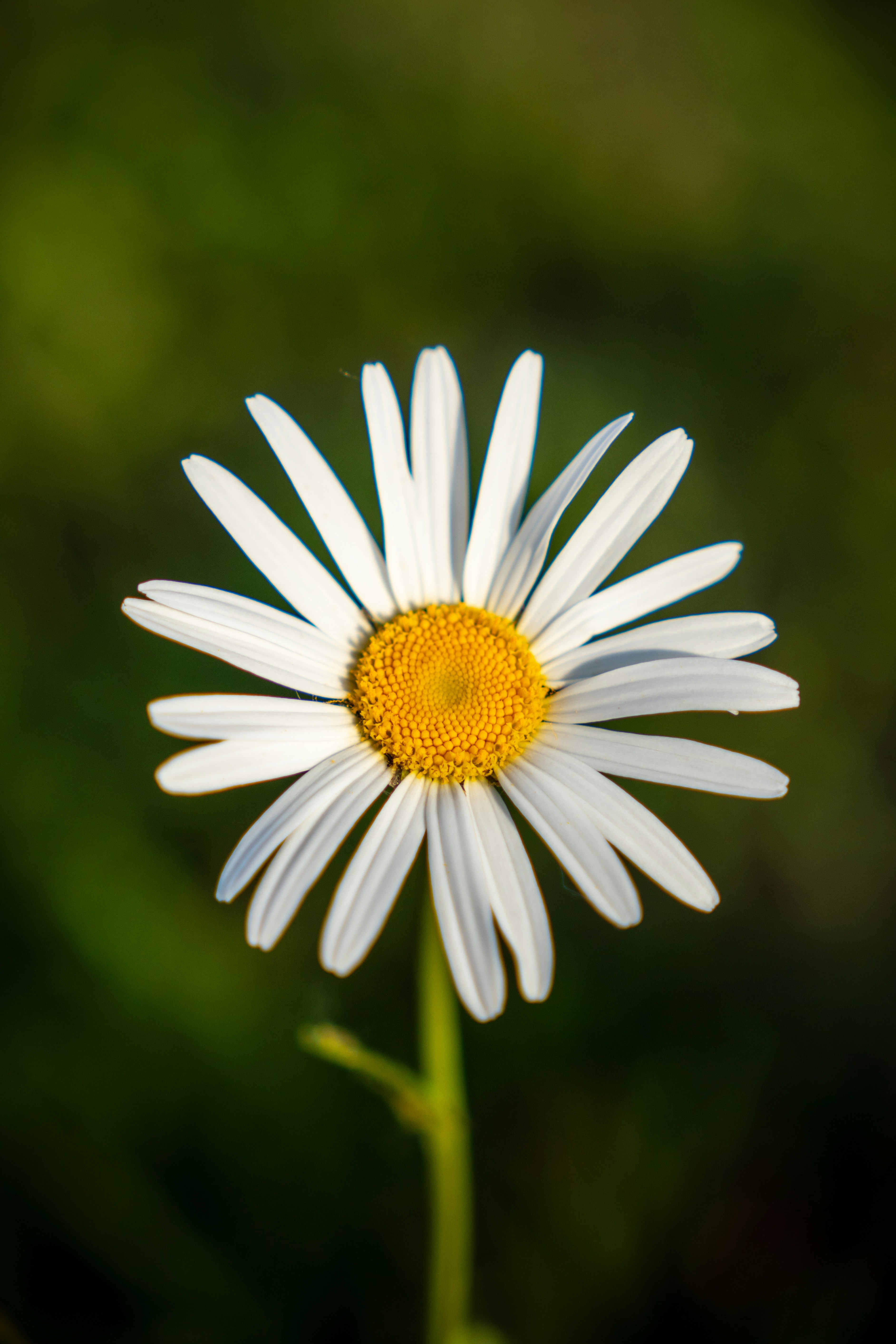 Photo by misha_blivi