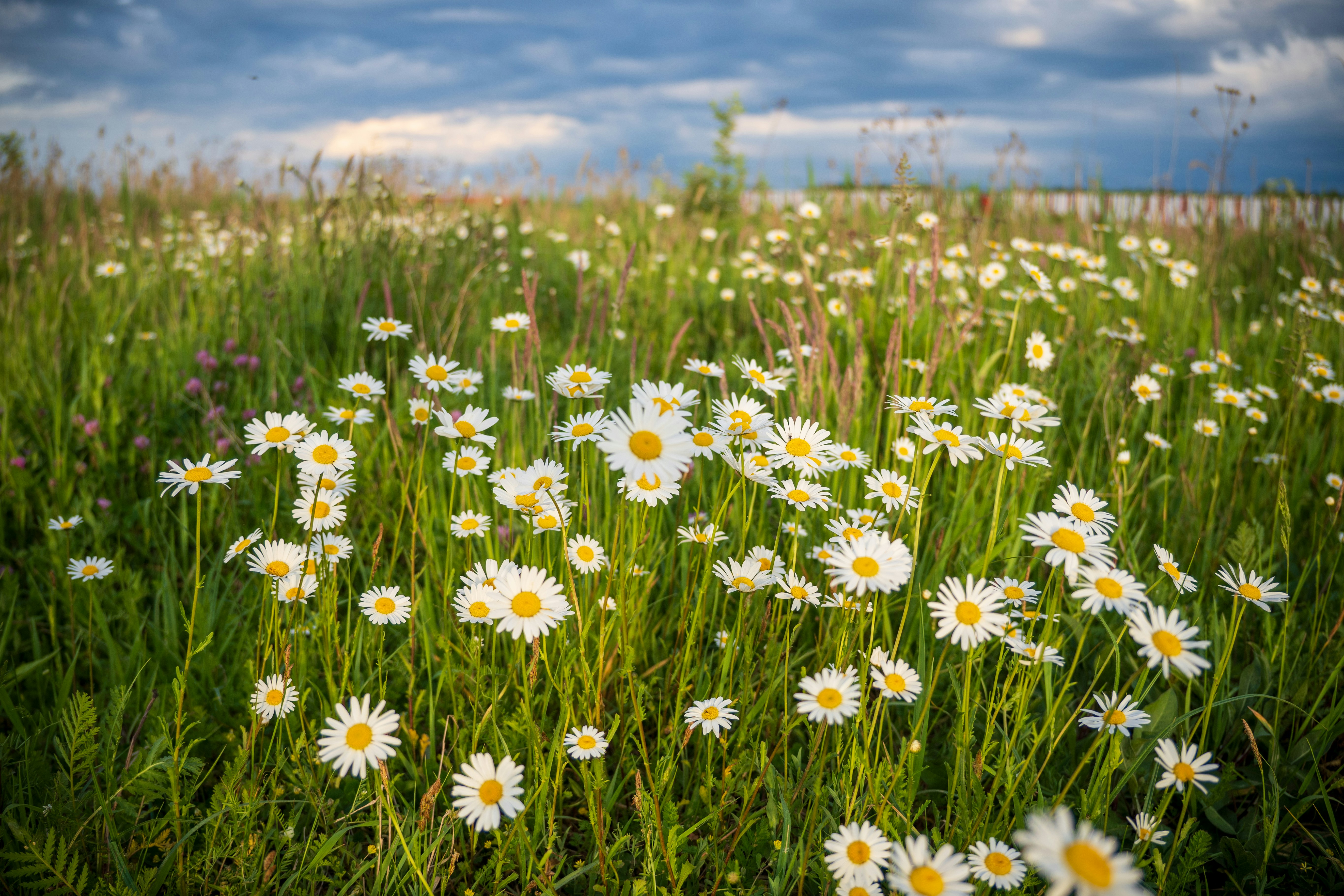 Un campo lleno de margaritas blancas bajo un cielo nublado foto – Imagen de  Naturaleza de cerca gratuita en Unsplash, image size:3000x2000