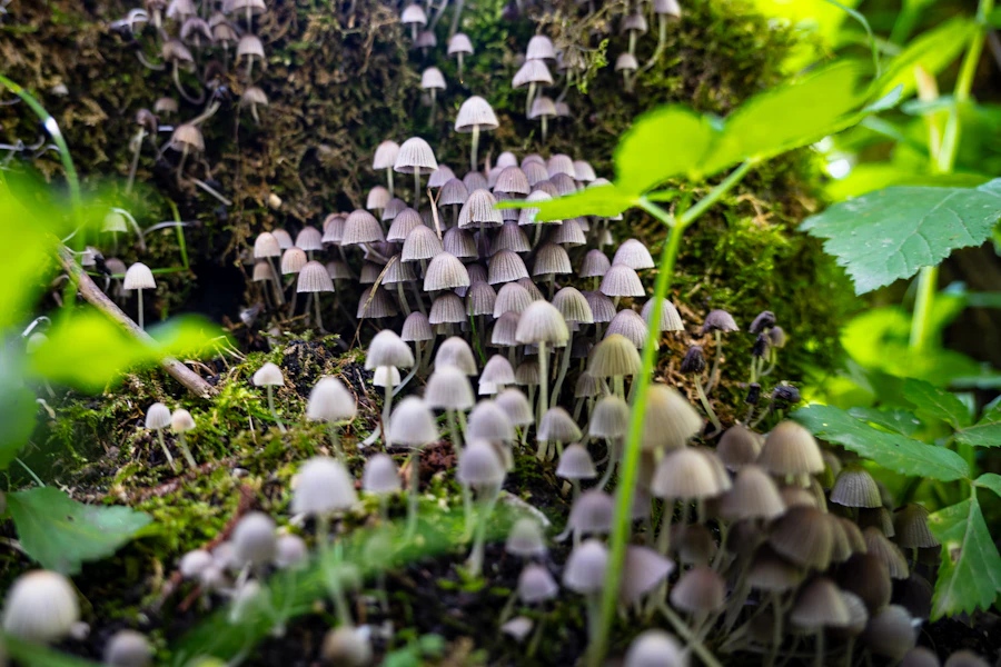 Setas en el bosque
