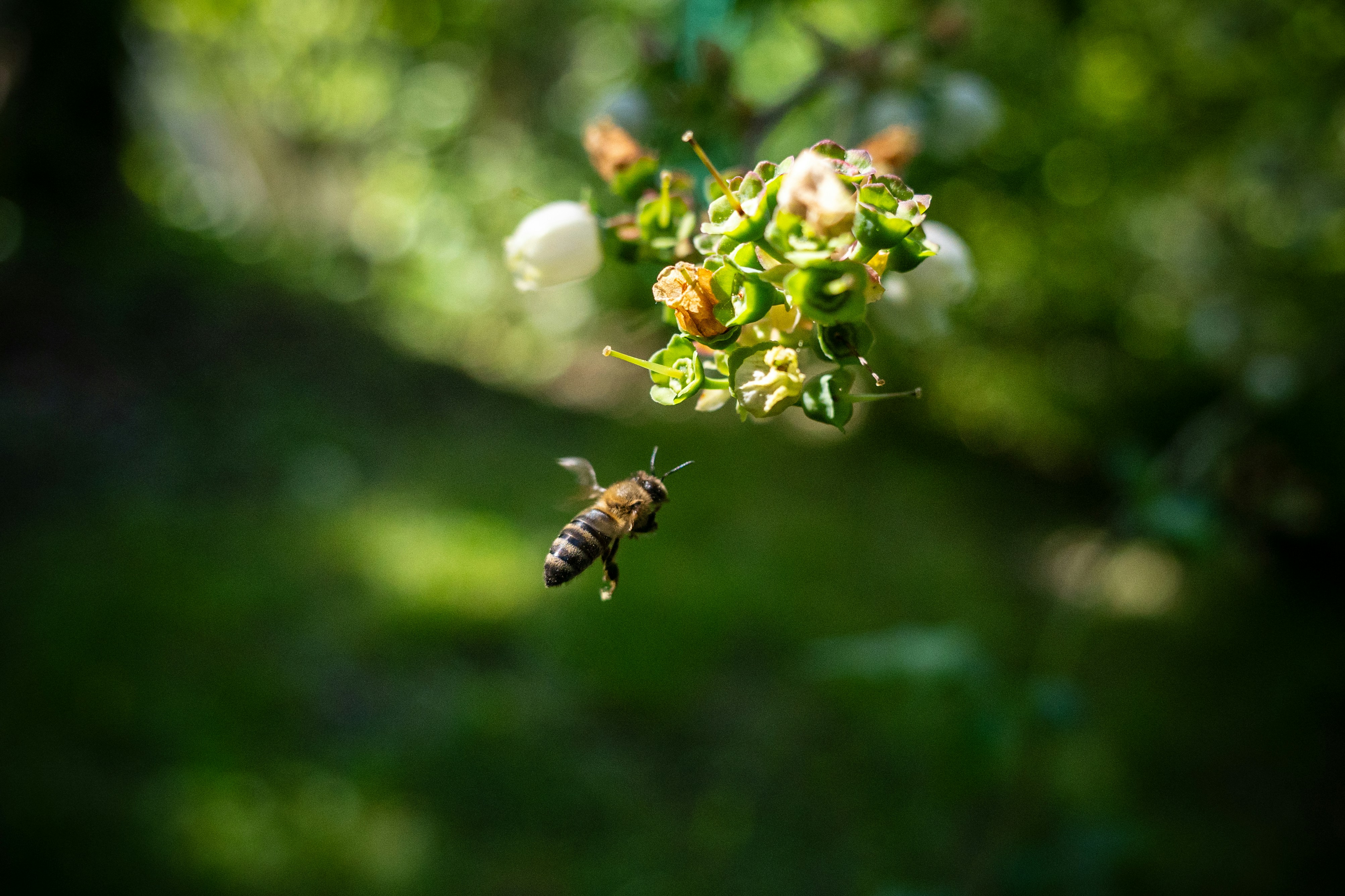 A couple of bees flying around a bunch of flowers