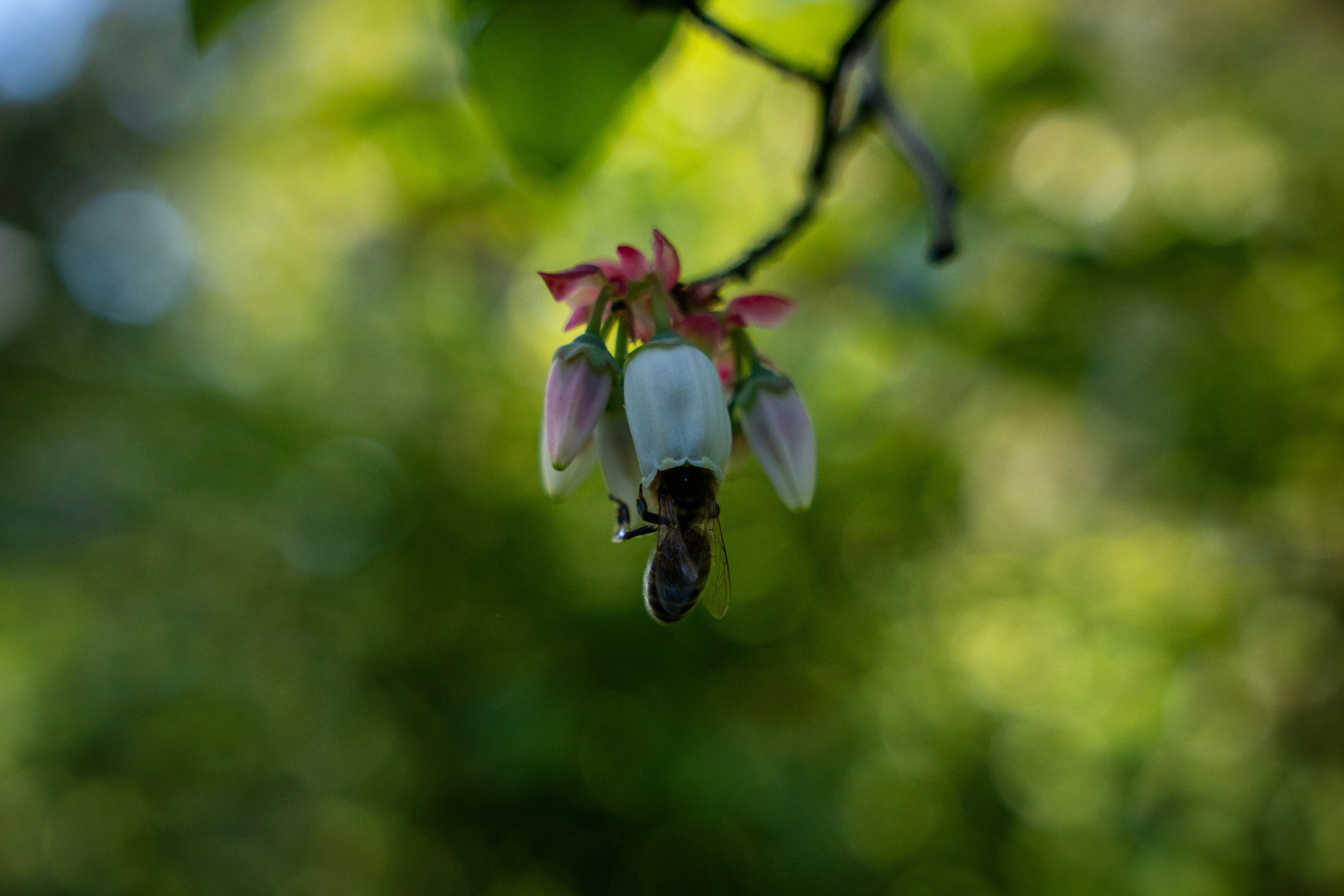 A close up of a flower on a tree branch