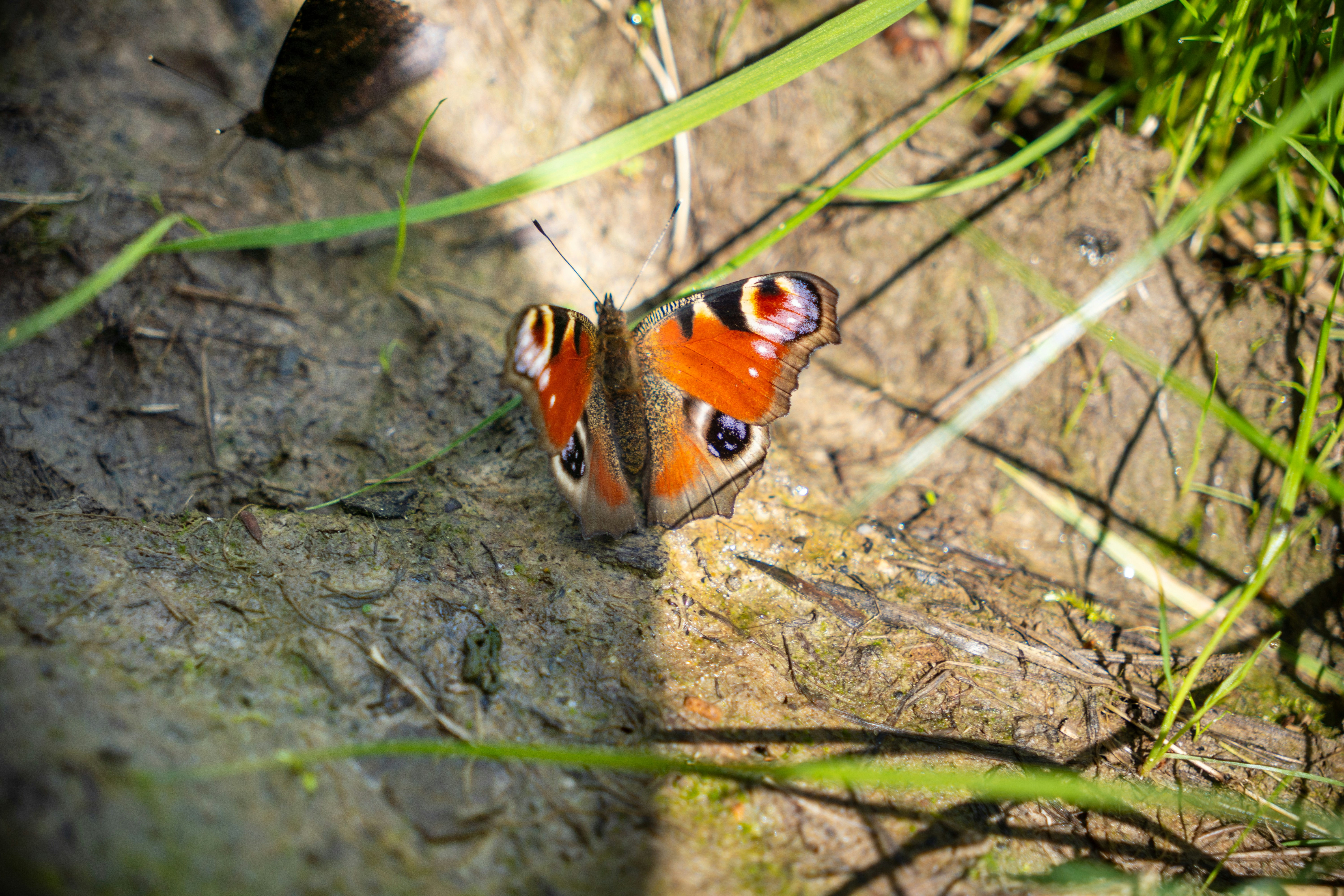 A butterfly sitting on a rock in the grass