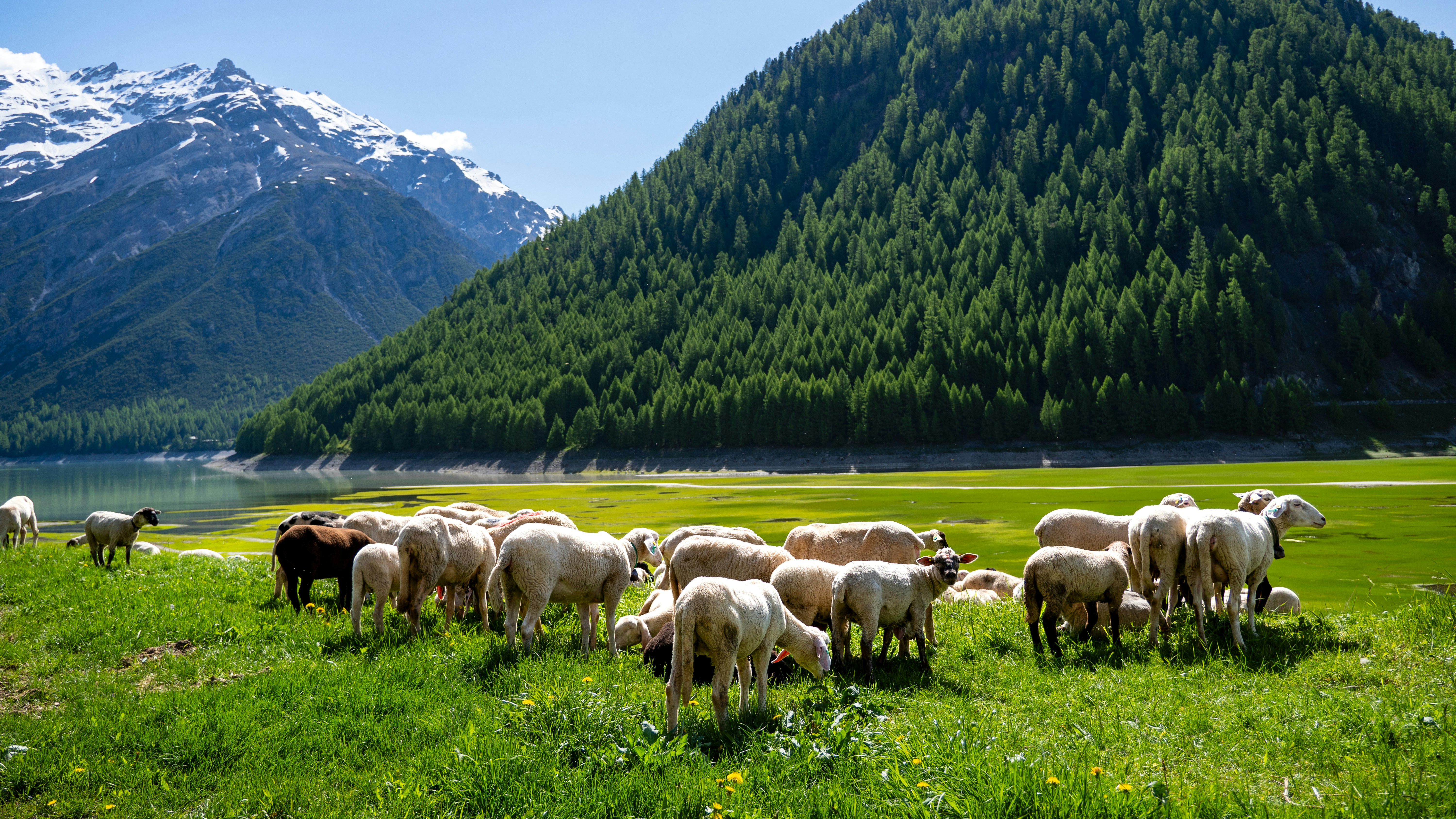 A herd of sheep standing on top of a lush green field