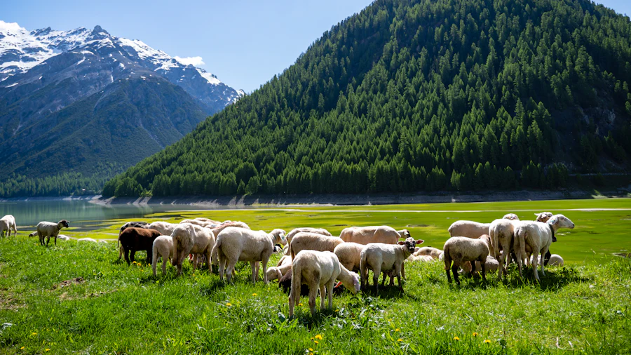 Sheep grazing in a green valley